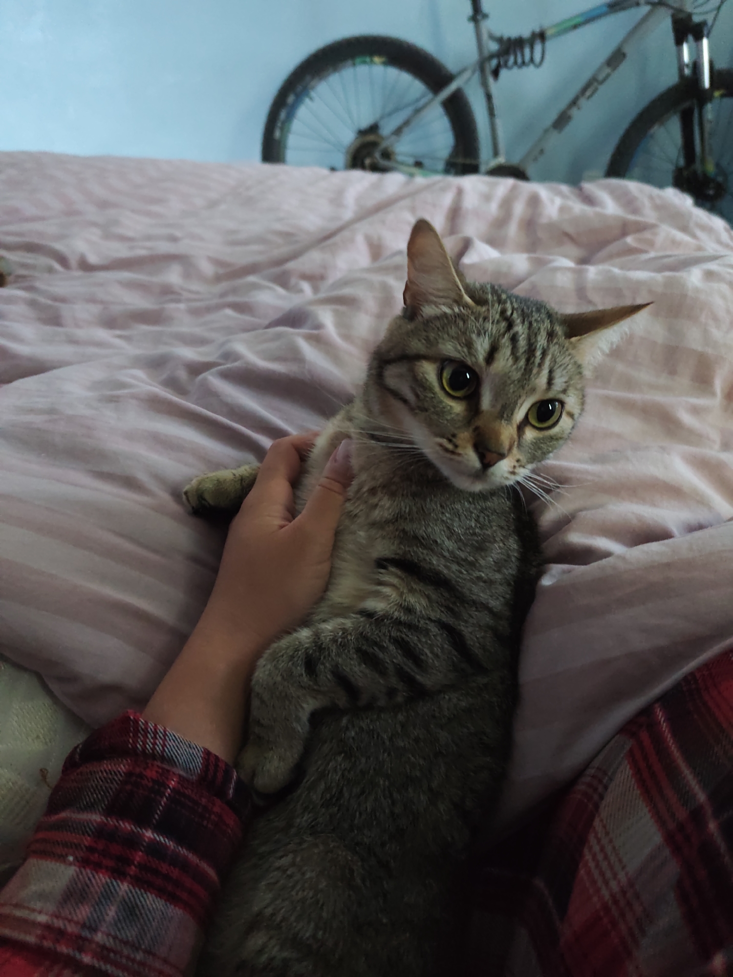 The image depicts an indoor residential scene in what is described as Chaikovsky, Russia. The central focus is a domestic tabby cat with a grey and brown striped coat and prominent yellow-green eyes, looking directly towards the viewer with an alert expression. The cat is lying on a bed covered with a light pink or lavender duvet featuring subtle white stripes and wrinkles.
A human hand, with light-colored fingernail polish, is gently placed on the cat's torso, suggesting interaction or petting. A portion of a human arm, clad in a red, black, and white plaid long-sleeve shirt, is visible in the lower right corner of the frame.
In the background, a solid light blue wall serves as the backdrop. Against this wall, two bicycles are visible. The most prominent is a white or light-colored mountain bicycle, possibly of the "STELS" brand (text partially visible on the frame), featuring large tires with blue and green accents on its wheels. A second bicycle wheel is partially visible on the far right side of the image. The scene is illuminated by soft, ambient light, creating a calm atmosphere.