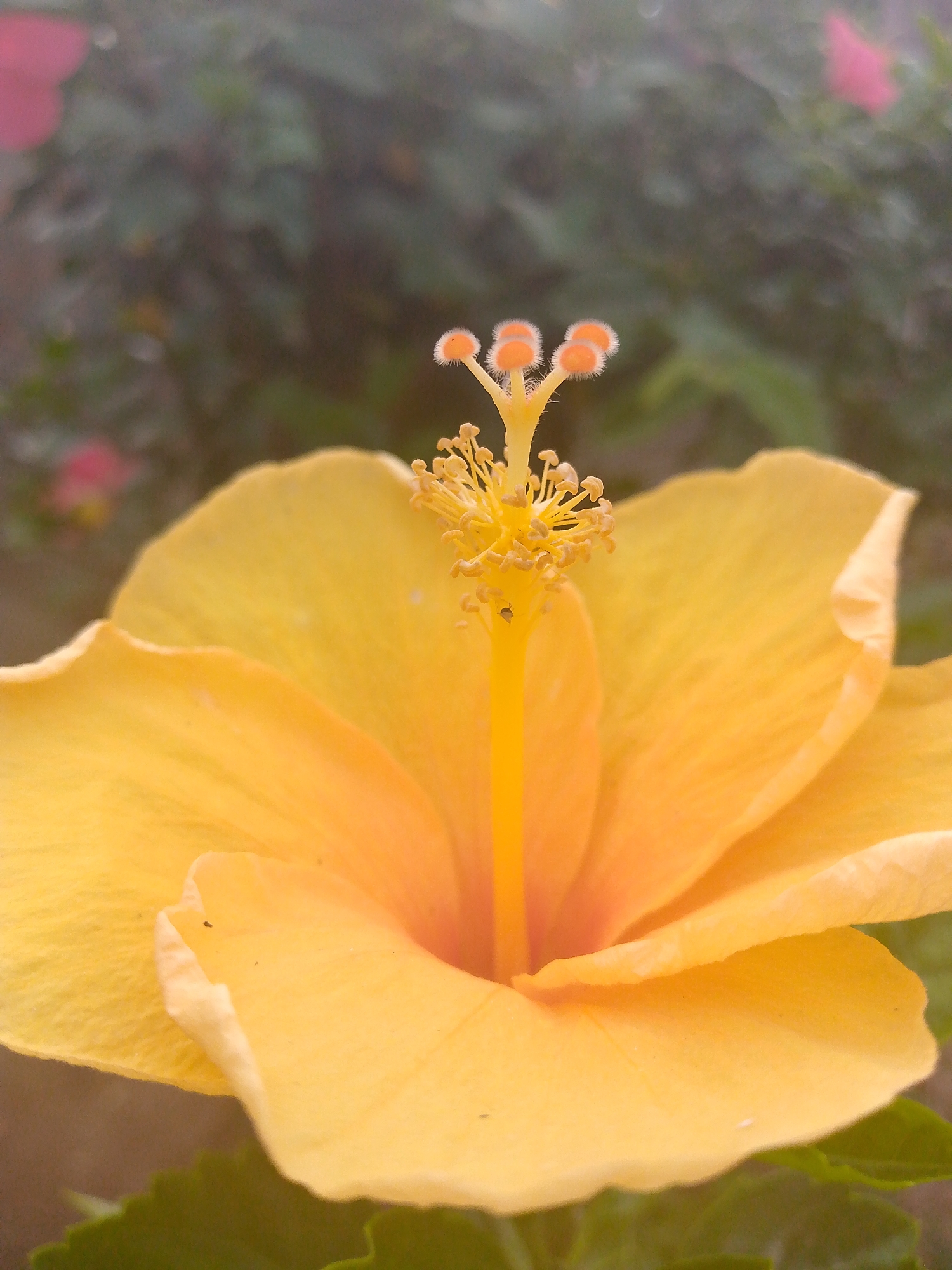 A close-up photograph captures a yellow hibiscus flower, its petals open and radiating outward. At the flower's center, the prominent reproductive structure displays a vibrant yellow stalk, topped with orange, pollen-covered stigmas. The background consists of a blurred mix of green foliage and hints of other flowers, possibly red or pink. The photo was taken in the city of Tinaquillo, Venezuela.