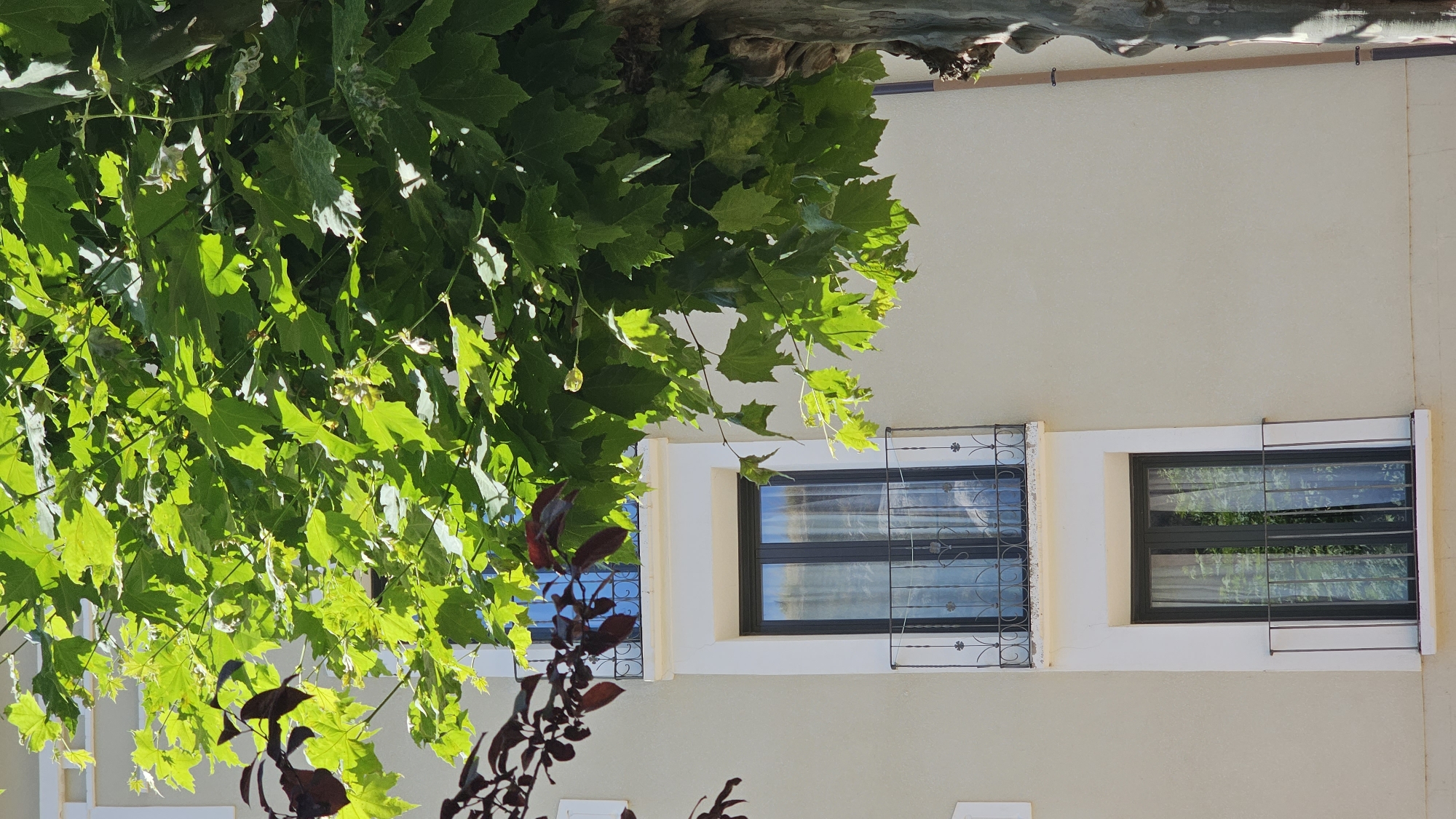 This is a vertical, close-up, eye-level, medium shot of a building facade in Alhama De Aragón, Spain, partially obscured by a large tree with green leaves. The building has a light beige stucco exterior. Two windows with black frames are visible, each with a small black metal balcony. The upper window has a decorative iron railing, while the lower window has a simpler railing. Both windows have sheer white curtains. The upper balcony features an ornate black wrought-iron railing with decorative scrollwork. The tree on the right is large and gnarled, with rough bark and a thick trunk. Its branches, covered in vibrant green leaves, overhang the building. Some dark red leaves are visible on branches in the upper left of the frame. The sunlight creates dappled shadows on the building and leaves.