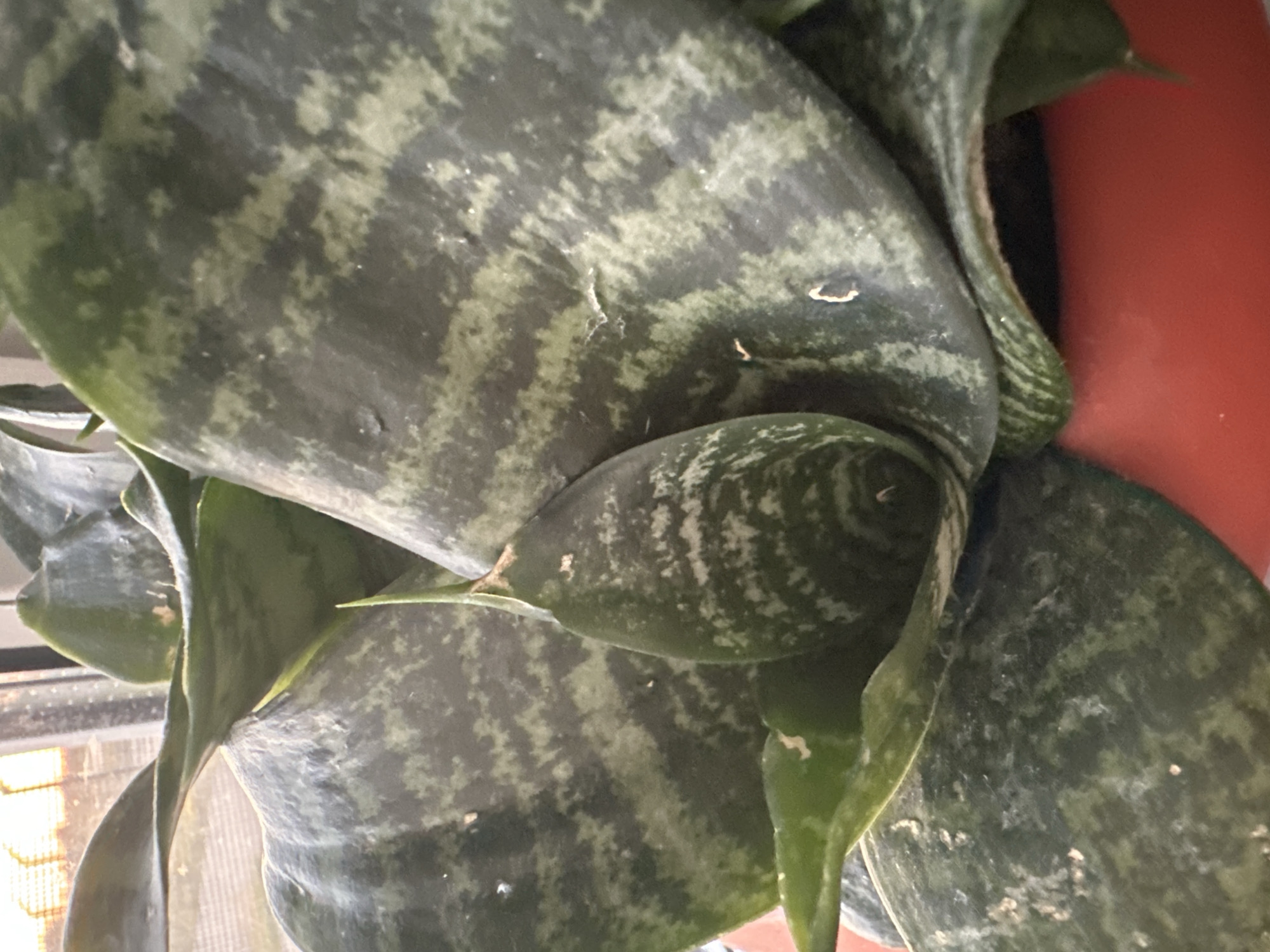 The image shows a close-up view of a snake plant, also known as Sansevieria. The plant has thick, fleshy leaves with distinctive dark green and light green horizontal banding. One young leaf is emerging from the center of the plant, appearing more pointed and lighter in color. The leaves have a slightly waxy texture and appear to have a light dusting of what might be soil or mineral deposits. The plant is in a reddish-orange pot, only the rim and upper edge of which are visible at the bottom of the frame. The background is out of focus but suggests an indoor setting with light coming from a window, possibly with blinds. The image does not contain any information that would allow for the identification of a location in Hora, Ukraine.