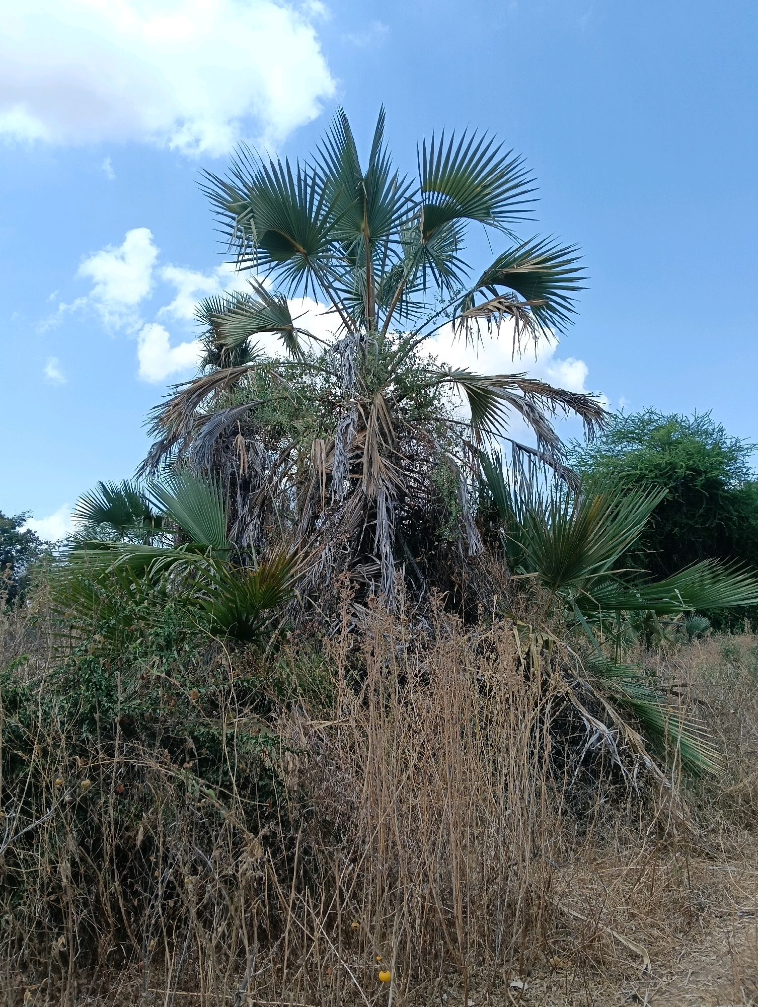 A medium shot of a large palm tree in a dry, overgrown environment. The palm tree has several large, fan-shaped fronds, some of which are green and healthy, while others appear dry and withered. The trunk of the palm tree is thick and obscured by dry, brown vegetation and what appear to be dead fronds. Smaller green palm fronds are visible at the base of the tree, growing amongst thick, dry grass and other scrubby bushes. The background consists of a clear blue sky with a few fluffy white clouds, and further dense green foliage and trees. The overall scene suggests a hot and dry climate. The location is identified as Mutitu/kaliku ward, Kenya.