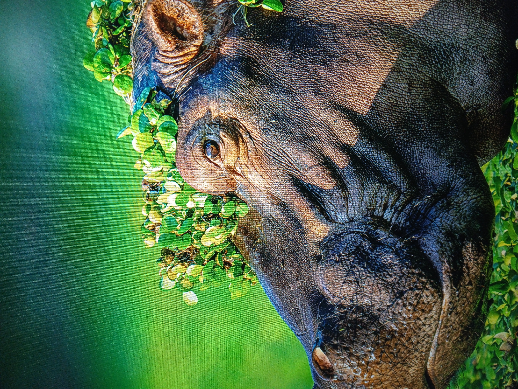 A close-up, profile shot captures the head and part of the body of a hippopotamus adorned with a crown of green foliage. The hippopotamus's textured, dark gray skin is detailed, showing wrinkles and coarse hairs around its snout. Its eye, a dark pupil within a lighter iris, is visible and directed forward. The foliage, composed of small, rounded green leaves, encircles the top of its head and spills slightly down its face. The background is a vibrant, out-of-focus green, suggesting a natural, possibly aquatic environment. The lighting appears to be natural, casting highlights and shadows on the hippopotamus's form.