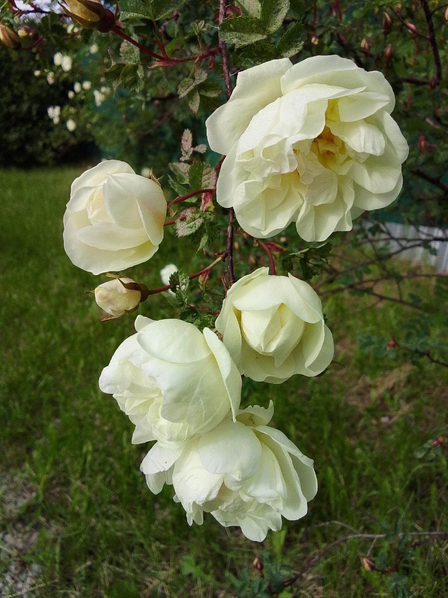 The image features a cluster of white roses in various stages of bloom, set against a backdrop of green foliage and grassy ground. The roses range from tight buds to fully opened blossoms, with soft, delicate petals. The stems are visible, bearing small leaves and reddish-brown thorns. The background shows hints of other plants and a blurred lawn. The location is identified as Snopok Novyi, Russia.