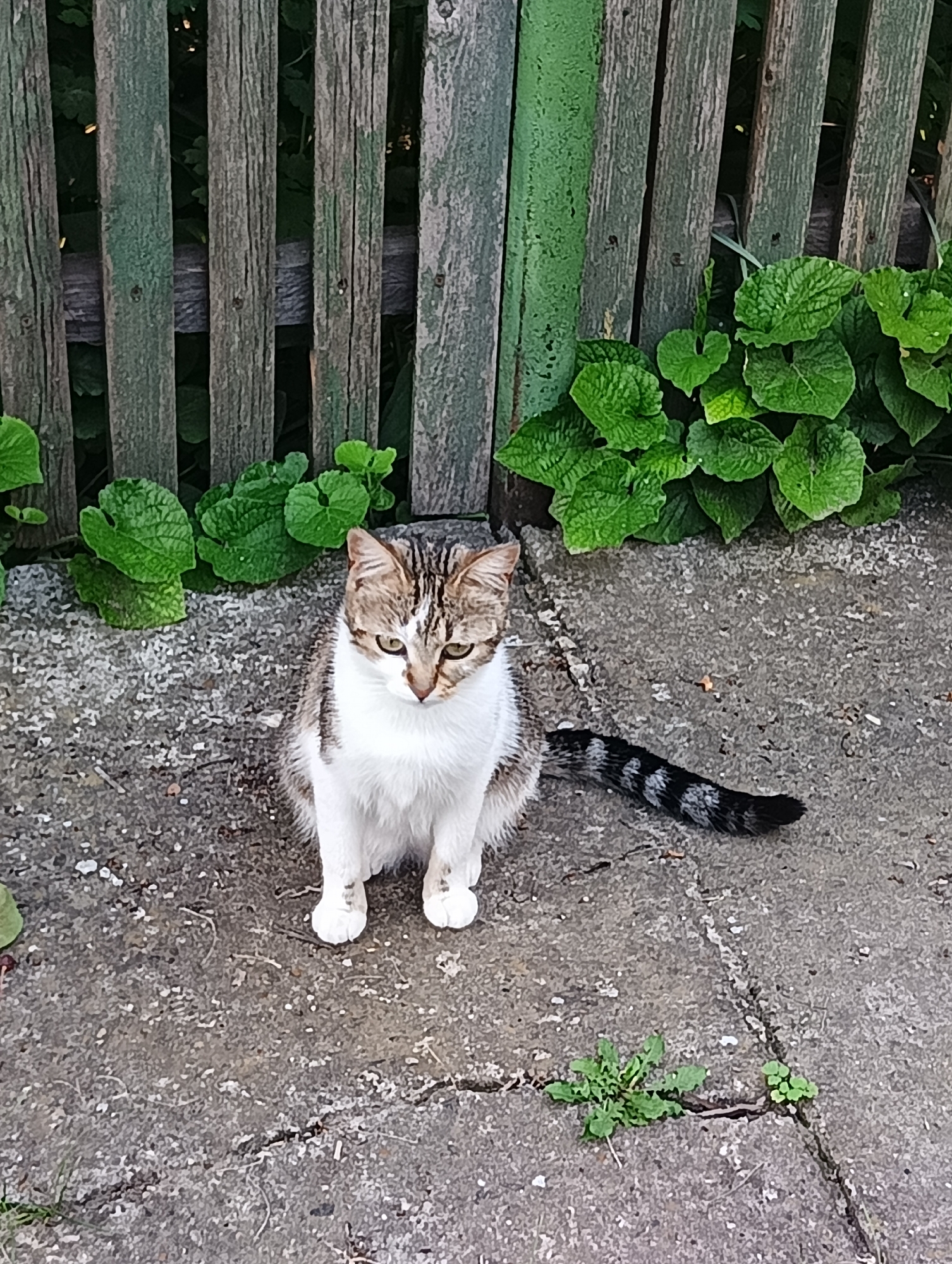 A domestic cat, predominantly white on its chest, belly, and paws, with brown, black, and white tabby markings on its head, back, and distinctly striped tail, sits on a gray concrete surface. The cat is positioned in the lower-center of the frame, facing slightly left and looking downwards. Its eyes are a yellowish-green hue. The concrete surface exhibits fine cracks and scattered light-colored debris, with small green weeds growing in isolated patches. In the background, a weathered wooden fence runs horizontally, composed of vertical planks painted or faded to a green-gray color. Gaps between the fence planks reveal darker green foliage behind. Clumps of broad, green, textured leaves are visible at the base of the fence, extending partially onto the concrete. The scene is illuminated by natural light. The location is the city of Unknown, Unknown.