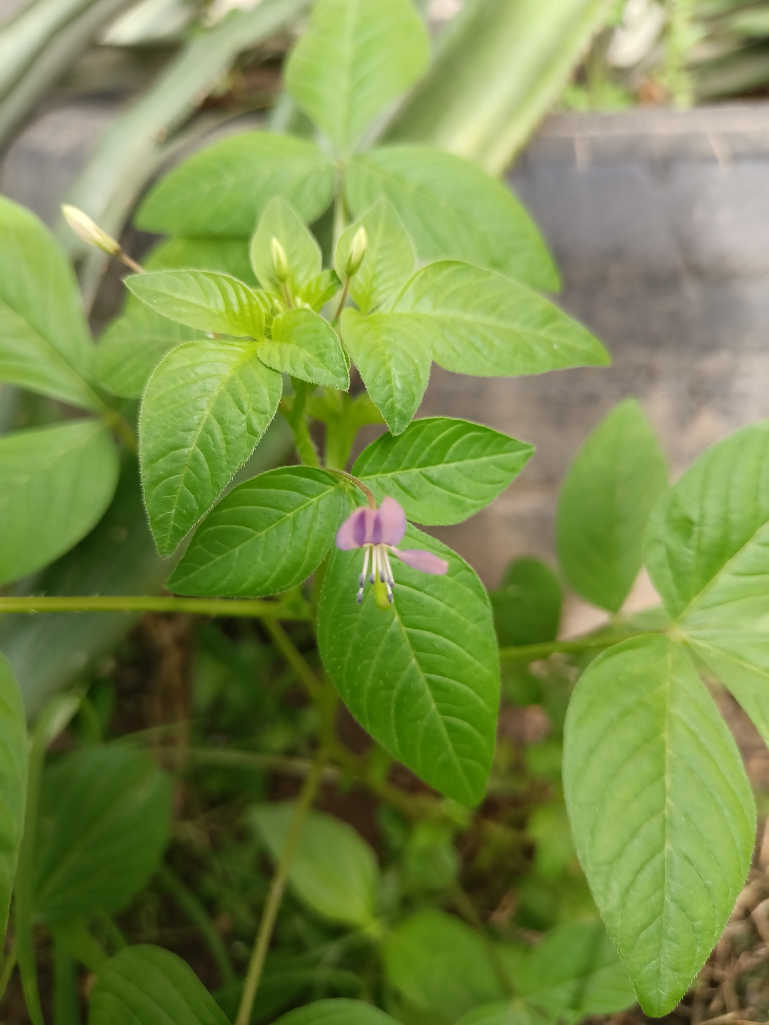 The image is a close-up, eye-level shot of a plant with bright green leaves and a single, delicate pink flower. The flower is small and has thin, pointed petals that are open, revealing a dark center with thin, white stamens. The leaves are lanceolate with serrated edges and prominent veins. There are also a few unopened white buds visible. The background is softly blurred, showing a textured surface that appears to be the rim of a dark planter, with hints of green foliage and brown soil beneath. The lighting is natural, casting soft shadows and highlighting the textures of the leaves and flower. The scene is set outdoors, likely in a garden or on a balcony, in an urban or suburban environment. There are no people or animals visible in the image. The overall impression is one of natural growth and delicate beauty within a cultivated space. The image does not provide specific information about its location in Pulokiton, Indonesia.