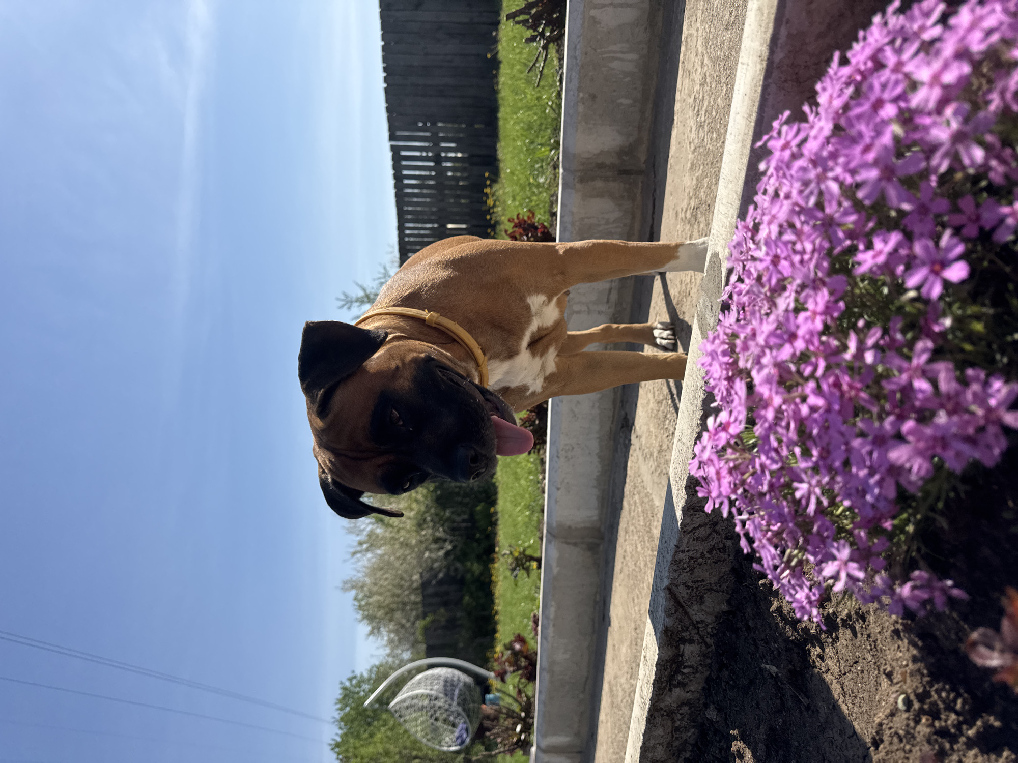 The image features a brown and white boxer dog standing on a concrete ledge next to a patch of purple flowers. The dog is wearing a tan collar and has its tongue sticking out. Behind the dog and flowers is a grassy area with a wooden fence. In the background, there is a blue sky. The photograph appears to be taken outdoors in a yard or garden setting, but there's insufficient information to pinpoint the exact location in Chaikovsky, Russia.