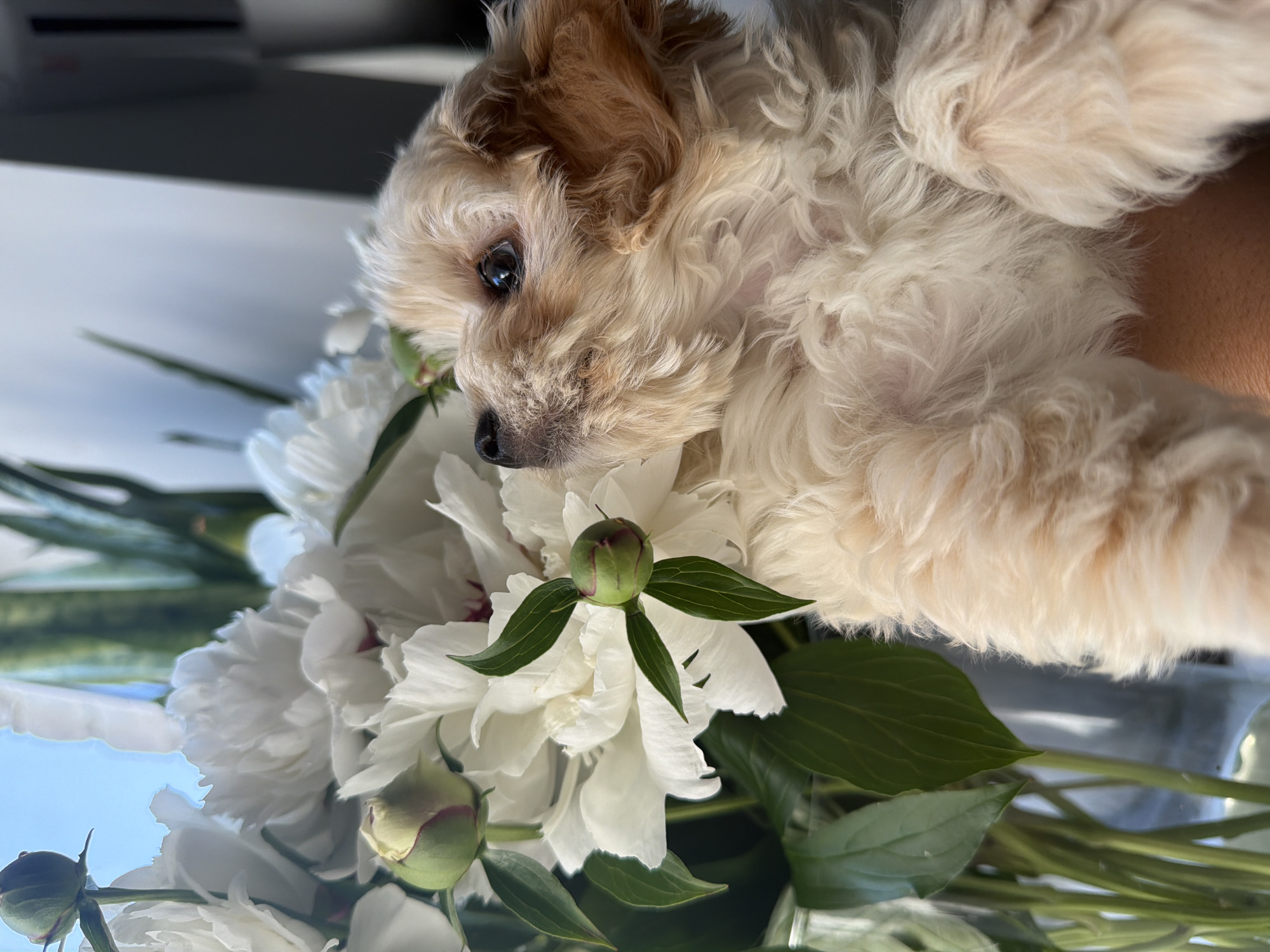 A close-up, indoor portrait showcases a fluffy, light-colored puppy with apricot markings on its ears and head. The puppy is looking upwards and to the right, with its left eye visible and reflecting light. The background features a bouquet of white peonies and green foliage in a vase, with a hint of blue sky and a blurred gray object in the upper right corner. The image is well-lit, with a shallow depth of field that blurs the background and emphasizes the puppy. The scene is likely set in a residential environment, as no specific city landmarks or architectural features are identifiable to pinpoint a location in Chaikovsky, Russia.