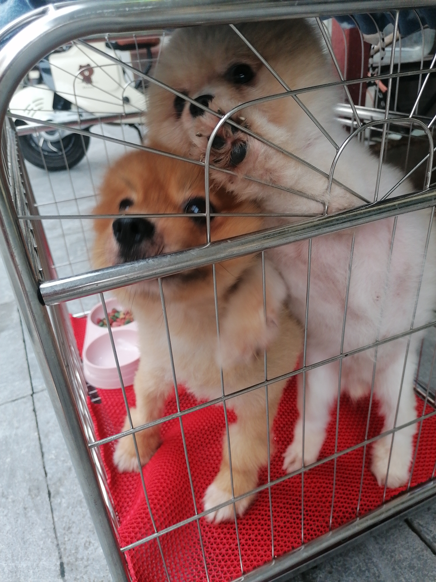 The image displays two small, fluffy dogs, possibly Pomeranians, contained within a silver metal wire cage. One dog, with light cream or white fur, is situated above and slightly behind the other dog, which has tan or orange fur. The cream-colored dog's front paws are resting on the tan dog's back. Both dogs have dark, inquisitive eyes and soft, dense fur.
Inside the cage, a vibrant red textured mat covers the base, providing a comfortable surface for the animals. A pink plastic double bowl, one side containing colorful dry kibble, is visible in the lower left corner of the cage, near the tan dog.
The cage is placed outdoors on a grey paved surface, possibly a sidewalk or patio. In the background, partially visible through the cage wires, is a white scooter or motorcycle with a black wheel and an unidentifiable dark logo or text on its side. The natural lighting suggests it is daytime. The dogs appear to be observing their surroundings, their expressions a mix of curiosity and mild apprehension. The scene provides a glimpse into an outdoor setting in Bai Chay Ward, Vietnam, with the dogs seemingly awaiting attention or transport.