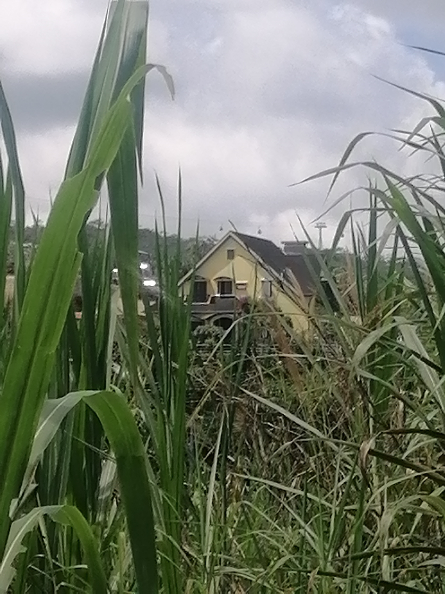 The image shows a yellow house partially obscured by tall green grass and reeds. The house has a dark roof and windows. In the background, there is a hill and a cloudy sky. There are also what appear to be streetlights or some kind of lighting fixtures near the house. A ski lift or cable car structure is visible on the hill behind the house. The scene is likely outdoors, possibly in a rural or semi-rural area of Da Lat, Vietnam, given the vegetation and the presence of a ski lift.
