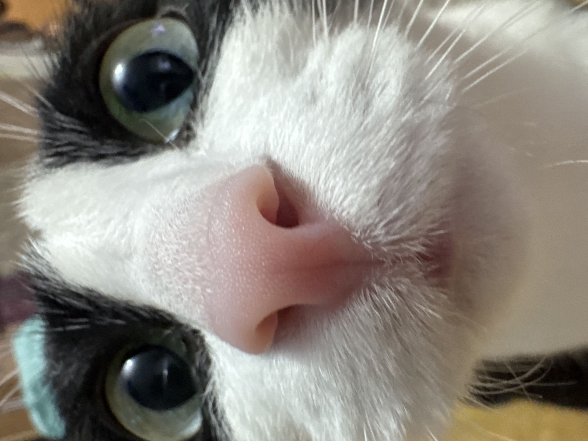 A close-up, slightly tilted photograph shows the face of a black and white cat. The cat's pink nose is centered in the frame, with its nostrils visible. Above and to the sides of the nose, white fur is prominent. Two large, round eyes are visible, framed by black fur around their upper edges. The eyes appear to be a dark color with visible reflections. Long, white whiskers extend from the sides of the cat's nose. The background is out of focus, with hints of yellow and other colors.
The location in the city of Chaikovsky, Russia is unknown.