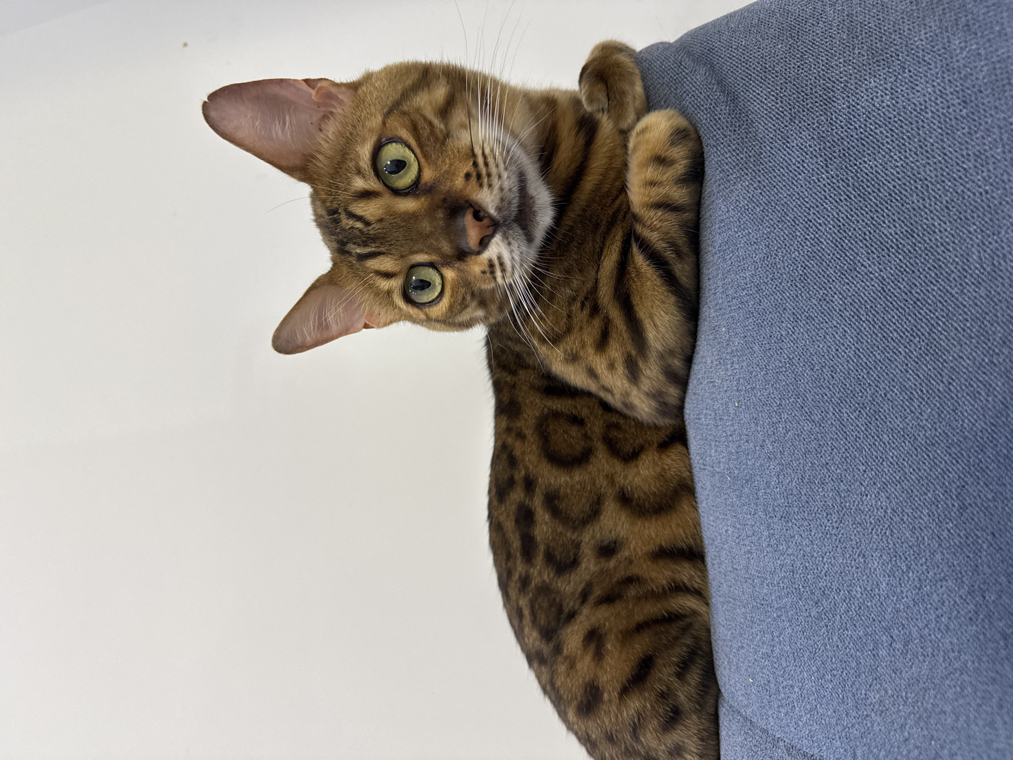 A Bengal cat with green eyes and a spotted coat is lying on a blue textured surface. The cat is positioned on the right side of the frame, facing to the right, with its paws crossed in front of it. The background is a plain white wall. The scene is indoors and appears to be a neutral setting, not indicative of any specific location in Sochi, Russia.
