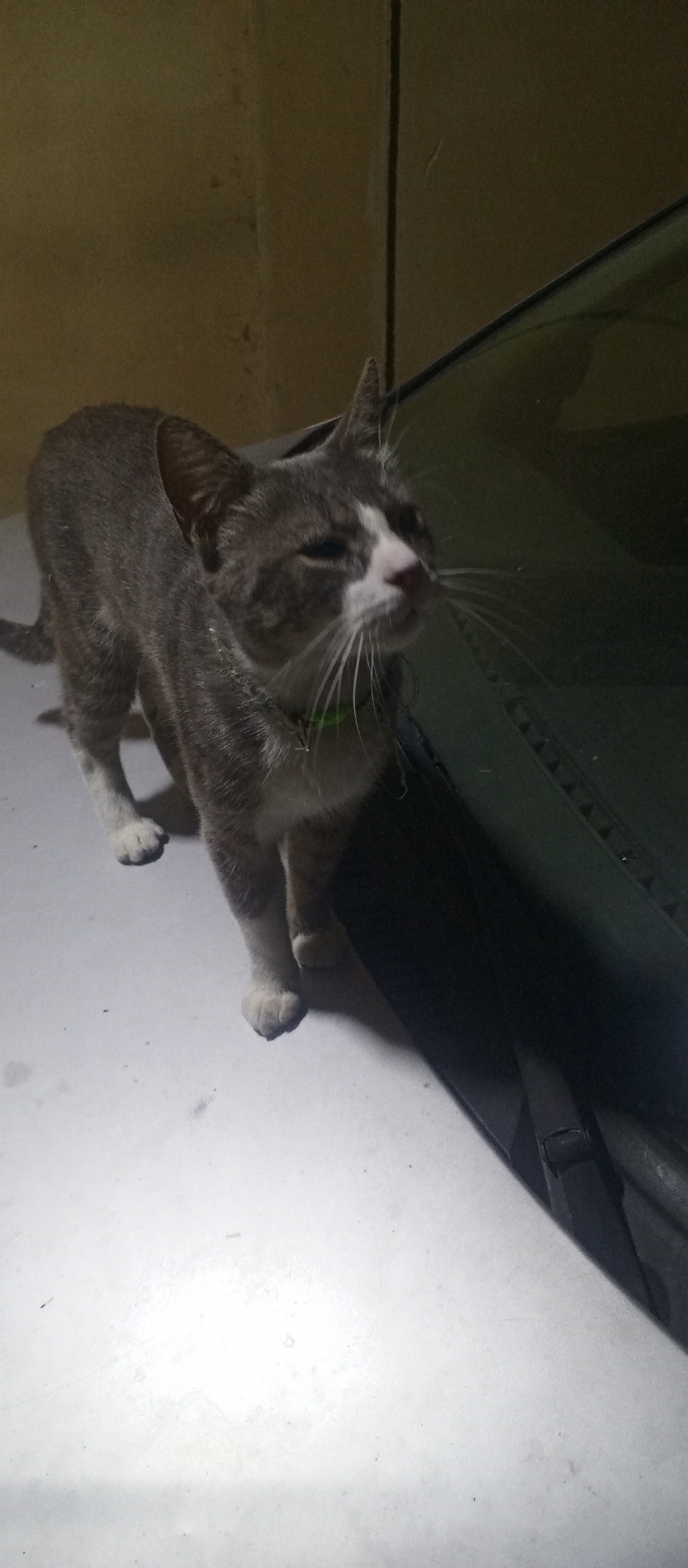 A gray and white cat stands on the hood of a car. The cat has a green collar. The car is light-colored. The background is a dimly lit beige wall. The image was taken in Tinaquillo, Venezuela.