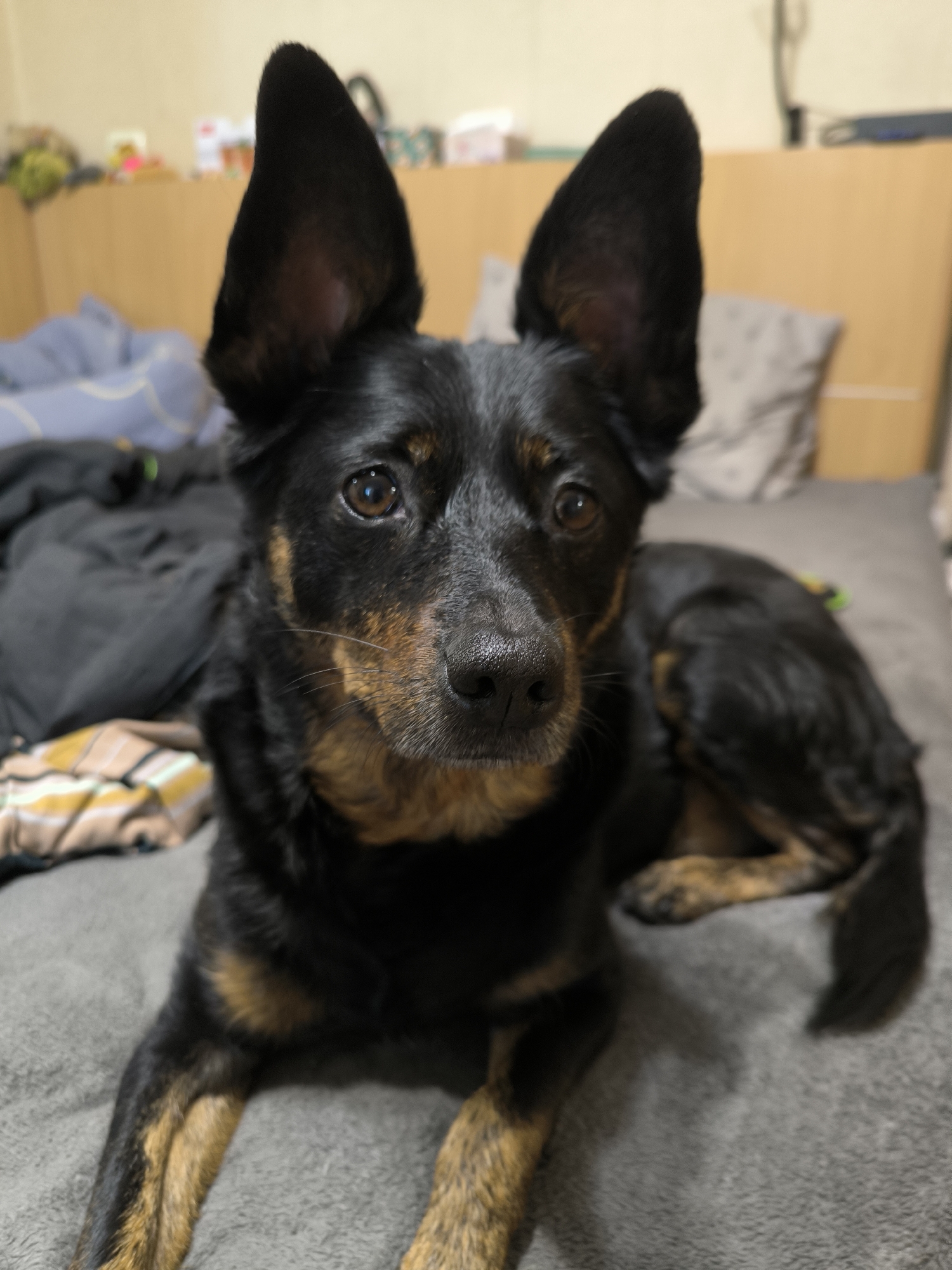 A medium shot shows a black and tan dog with large, erect ears lying on a grey surface, likely a bed, indoors. The dog is facing the camera with its head slightly tilted. Its eyes are brown and alert. The background is blurred, but suggests a bedroom with a wooden headboard, pillows, and some items on shelves. There are no people visible in the image. The location in Mykolaiv, Ukraine, is not discernible from the visual information in the image.