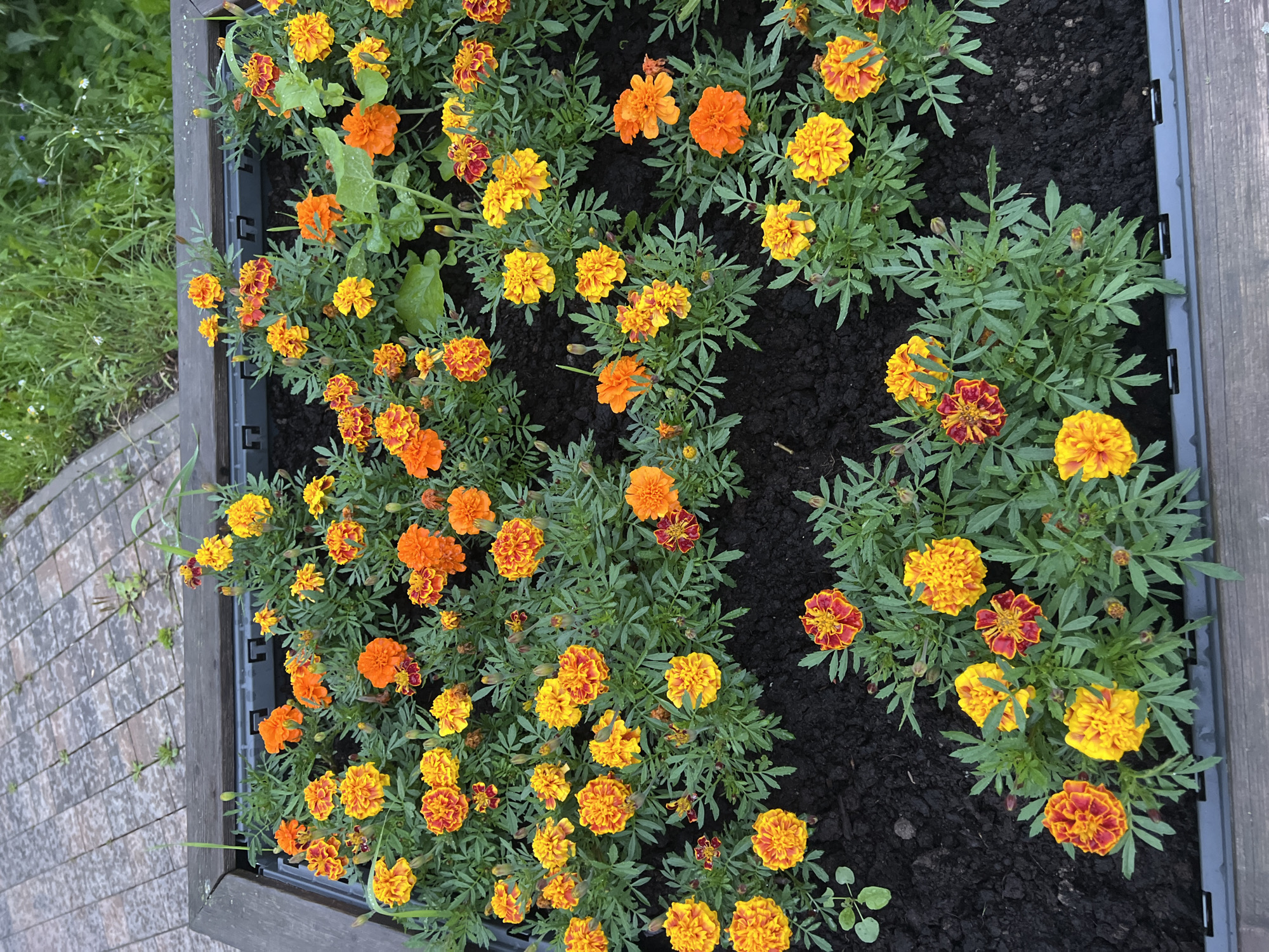 This is a high-angle, full shot of a raised flower bed filled with marigolds in the city of Alexandrovskaya, Russia. The flower bed is bordered by weathered wooden planks on the top and a dark gray plastic edge on the bottom. The marigolds are predominantly in shades of orange and yellow, with some featuring a reddish-orange center. They are densely planted and appear healthy, with lush green foliage. The soil in the flower bed is dark and rich. In the background, a paved area with interlocking gray and brown rectangular pavers is visible, with some sparse green weeds growing between them. Beyond the pavers, a patch of unkempt green grass and some wild vegetation can be seen, suggesting a natural or less manicured area. No people are present in the frame. The overall impression is that of a public or residential garden space, likely in a temperate climate during the blooming season.