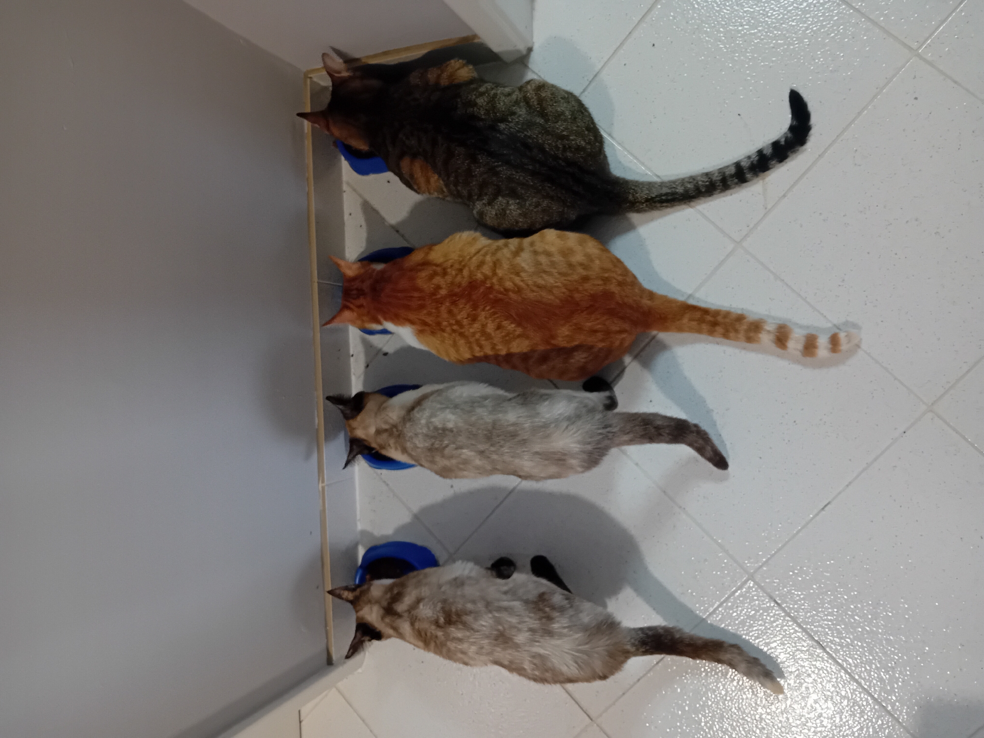 An overhead shot shows four domestic cats eating from individual blue bowls lined up against a light gray wall. The cats are positioned with their backs towards the viewer, their heads down in their food bowls, actively consuming their meal.
From top to bottom:
1. The top cat has a distinct brown and black tabby coat with stripes, and a striped tail.
2. The second cat is predominantly orange/ginger, with a lighter, possibly white, underside visible on its right side, and a tail with orange and white bands.
3. The third cat has a lighter, fawn-colored body with darker points on its ears and face, suggesting a Siamese or similar breed. Its tail is also light-colored.
4. The bottom cat is similar in appearance to the third, with a lighter body and darker points, consistent with a Siamese or colorpoint breed.
The setting appears to be indoors, likely a kitchen or utility area, characterized by a clean, white tiled floor with visible grout lines. A thin, light-colored wooden trim or rail runs horizontally along the base of the wall where the cats are eating. The lighting is even, suggesting an indoor environment. There is no visible text in the image.