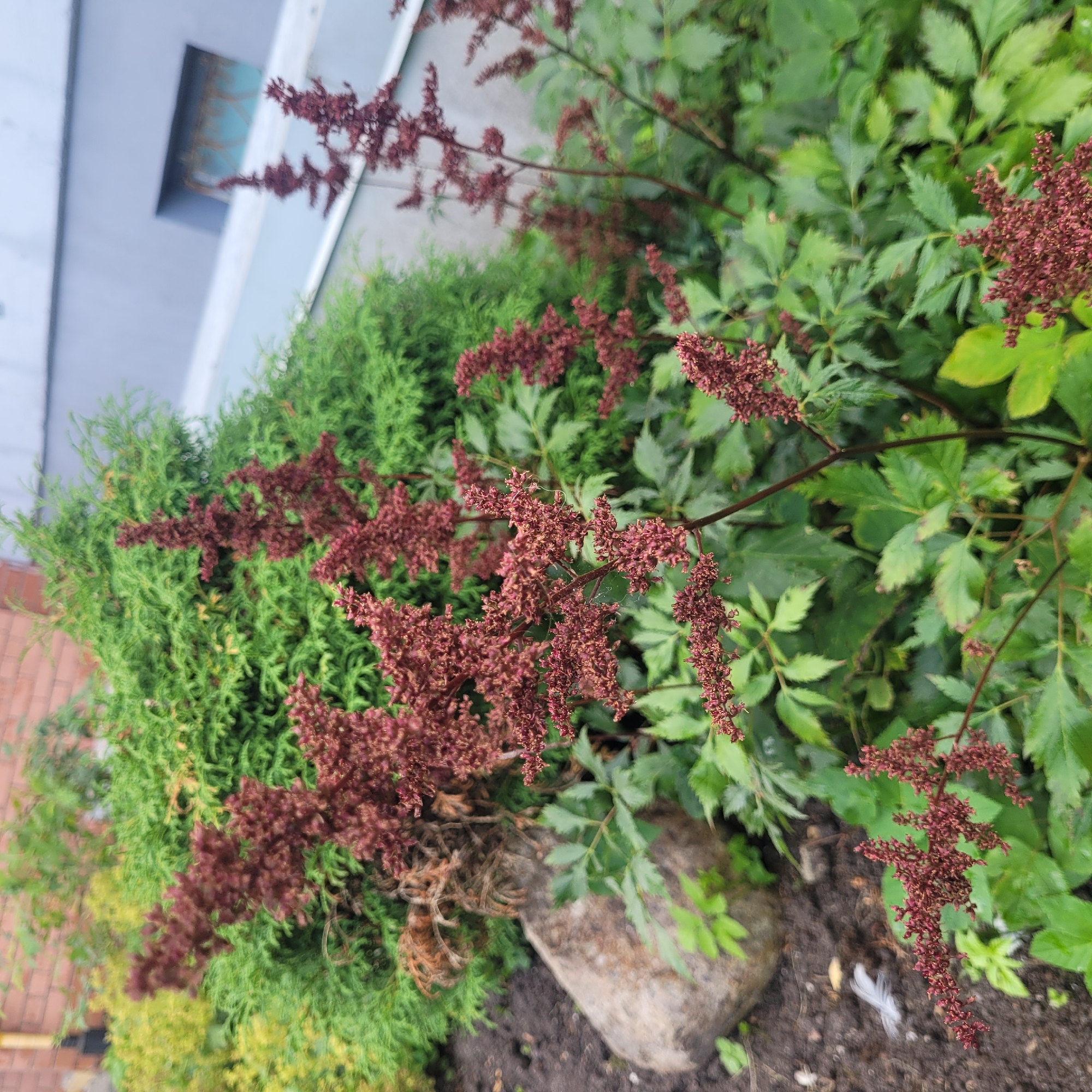 A close-up, ground-level, outdoor shot features a garden area. The foreground is dominated by several feathery, reddish-brown flower plumes, characteristic of Astilbe, with deep green, compound leaves below. To the left, a large, rough-textured, greyish-brown rock rests in dark soil, with a small, white feather partially visible on the soil. In the mid-ground, a dense, evergreen shrub with needle-like foliage provides a lush green backdrop. Behind this, a portion of a building is visible, with a weathered red brick wall on the left and a grey, possibly concrete, facade with a horizontal band and a recessed window on the right. The sky is not visible. The image appears to be taken on an overcast day, with soft lighting. The setting is consistent with a private garden or public landscaping in Jūrmala, Latvia.