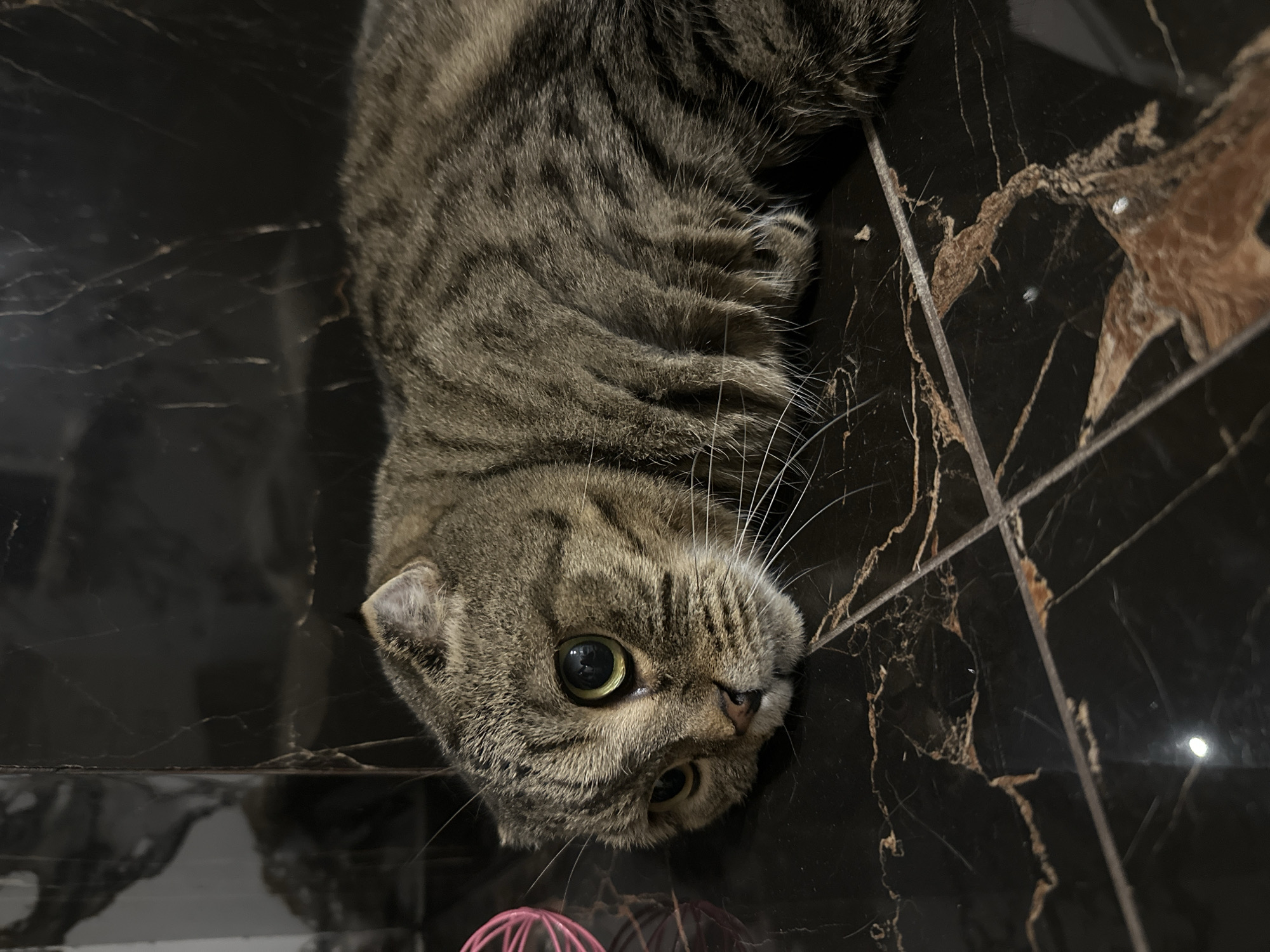 A tabby cat with green eyes lies on a black tiled floor. The cat is facing left with its head resting on the floor. The background is dark and appears to be a wall. The floor has a marbled pattern with brown and white veins. There is a pink object, possibly a toy, to the left of the cat. The scene does not contain any information that would suggest a specific location in Virki, Russia.