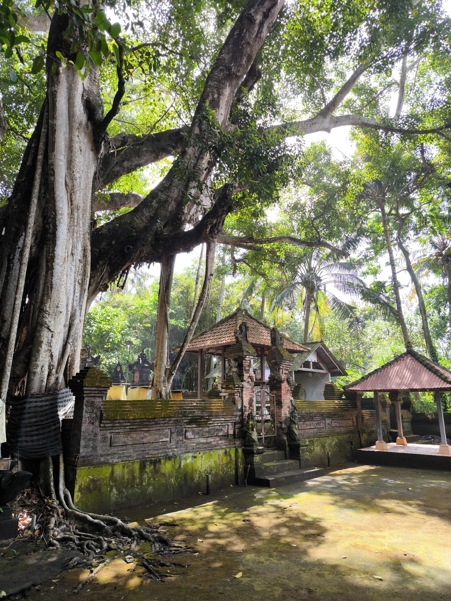 The image depicts a temple complex in Blahbatuh, Indonesia, dominated by a massive banyan tree on the left. The tree's gnarled roots spread across the foreground, and its thick trunk is draped with black and white patterned fabric. Behind the tree, a low, moss-covered brick wall with decorative stonework encloses the temple grounds. A stone gateway with two guardian statues stands centrally, leading to a courtyard. Several small, traditional Balinese buildings with tiled roofs are visible within the complex. In the background, lush green foliage and palm trees create a dense jungle-like environment. The sunlight filters through the leaves, casting dappled shadows on the ground. There are no people visible in the scene.