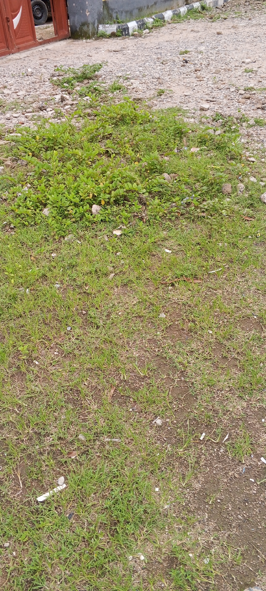 The image depicts an outdoor scene with a focus on ground cover and a building entrance in the background. The foreground is predominantly covered by short, green grass interspersed with patches of bare soil and small stones. There are a few pieces of white debris, possibly cigarette butts or paper scraps, scattered within the grass.
In the middle ground, a dense patch of low-lying green plants with small leaves is visible, growing amongst the grass and stones. This vegetation appears slightly wild and untamed.
The background reveals a gravelly area with larger stones and some dirt. To the left, part of a large, dark red gate is visible, featuring a white triangular design. Beyond the gate, a black tire and rim of a vehicle can be seen. Adjacent to the gate is a wall or building structure, partially covered with dark moss or algae. Further to the right in the background, a low concrete border with alternating black and white sections runs along the edge of the gravel area, suggesting a demarcation or pathway. The overall environment suggests an outdoor space that is not meticulously maintained, possibly an entrance to a property or an undeveloped area within a settlement. The image does not contain any people or evidence of immediate human activity beyond the presence of debris.