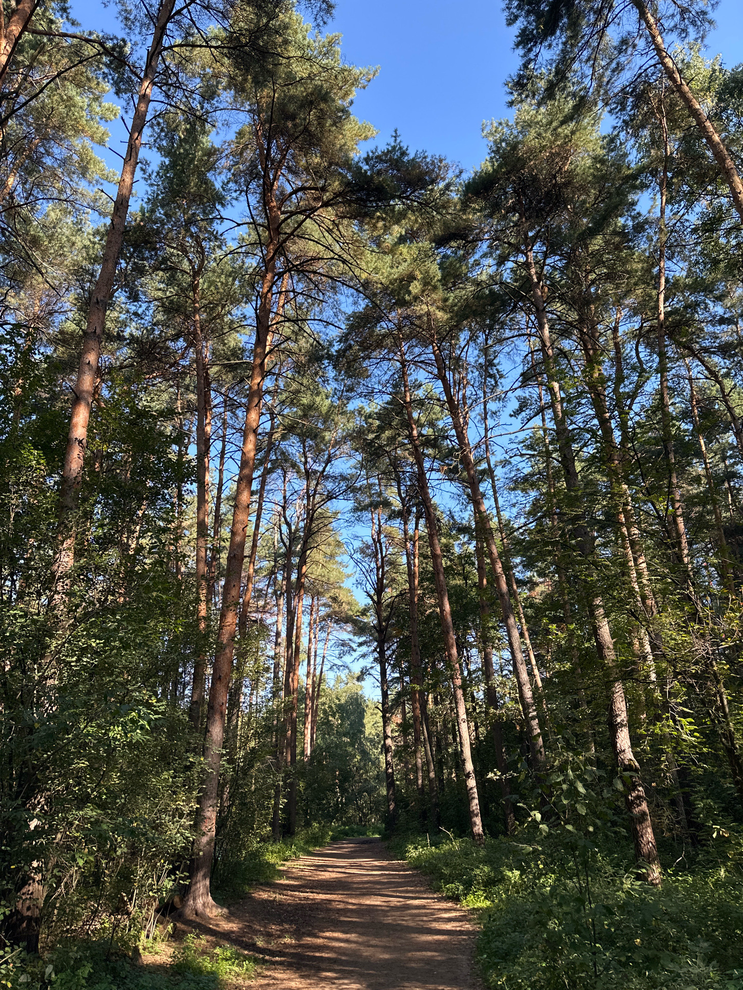 The image depicts a pathway through a dense forest with tall pine trees. The sun is shining, casting shadows on the path. The sky is clear and blue. There are no people or animals visible in the image. The pathway appears to be a walking or biking trail. The environment is natural and wooded. The location is identified as being in Kotelniki, Russia.