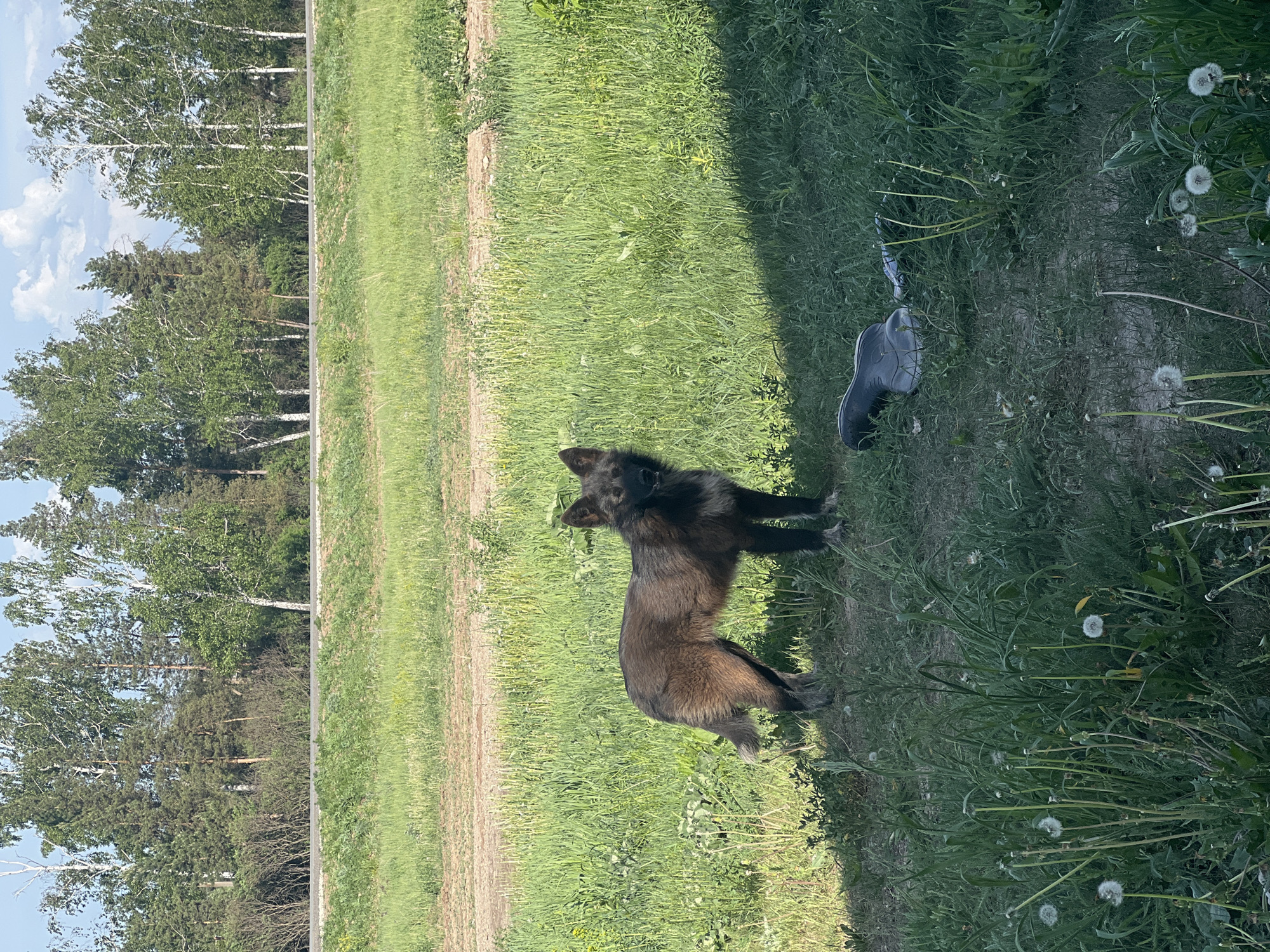 The image depicts an outdoor scene in Бизяки, Russia. In the foreground, a medium-sized, mixed-breed dog with brown and black fur stands in a grassy area. A gray shoe is visible nearby in the grass. In the background, there is a line of trees with green foliage under a partly cloudy sky.