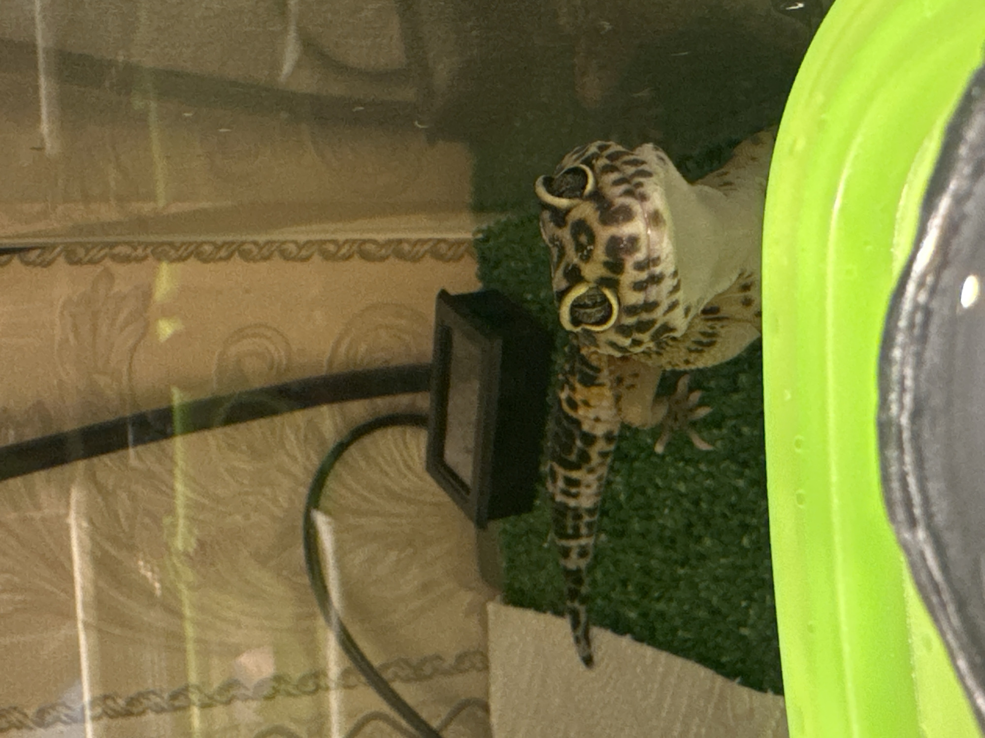 A Leopard Gecko (Eublepharis macularius) is positioned in the lower-right quadrant of a glass enclosure, facing forward towards the viewer. The gecko exhibits a light tan and yellow body with prominent dark brown to black leopard spots and bands across its back and tail. Its eyes are dark, encircled by a bright yellow rim, and it appears to be actively observing. The enclosure floor is covered with a green artificial turf or reptile carpet. To the left of the gecko, a crumpled piece of white paper towel is visible. In the upper-mid background, a black, shallow rectangular dish is situated on the green substrate. A dark wire or tube extends from the upper left, curving down towards the mid-left. The background visible behind the enclosure's glass features a beige or light brown patterned surface, resembling wallpaper or curtain fabric with abstract designs and a vertical decorative border on the left. Reflections are visible on the glass surface. The lower edge of the image reveals a bright, lime-green structural element, possibly part of the terrarium's base. The specific location in the city of Moscow, Russia, cannot be determined from the visual information provided within the image.