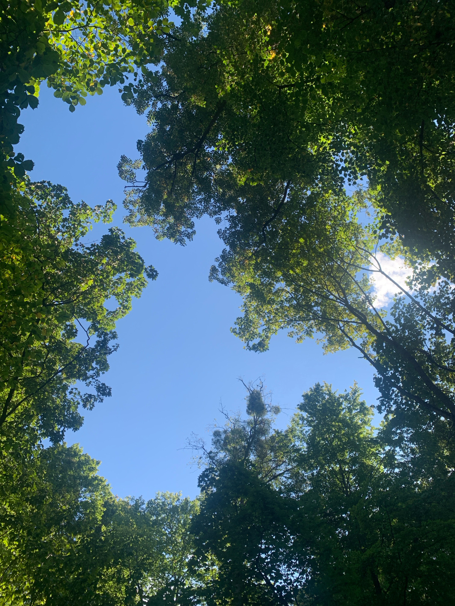 The image is a low-angle shot looking up through the canopy of green trees towards a clear blue sky. Sunlight filters through the leaves, creating dappled light patterns. In the center of the frame, a prominent tree with a large clump of mistletoe is visible. The scene suggests an outdoor environment, likely a park or forest, bathed in daylight. No people or specific urban features are discernible to identify it as being in Lviv, Ukraine.