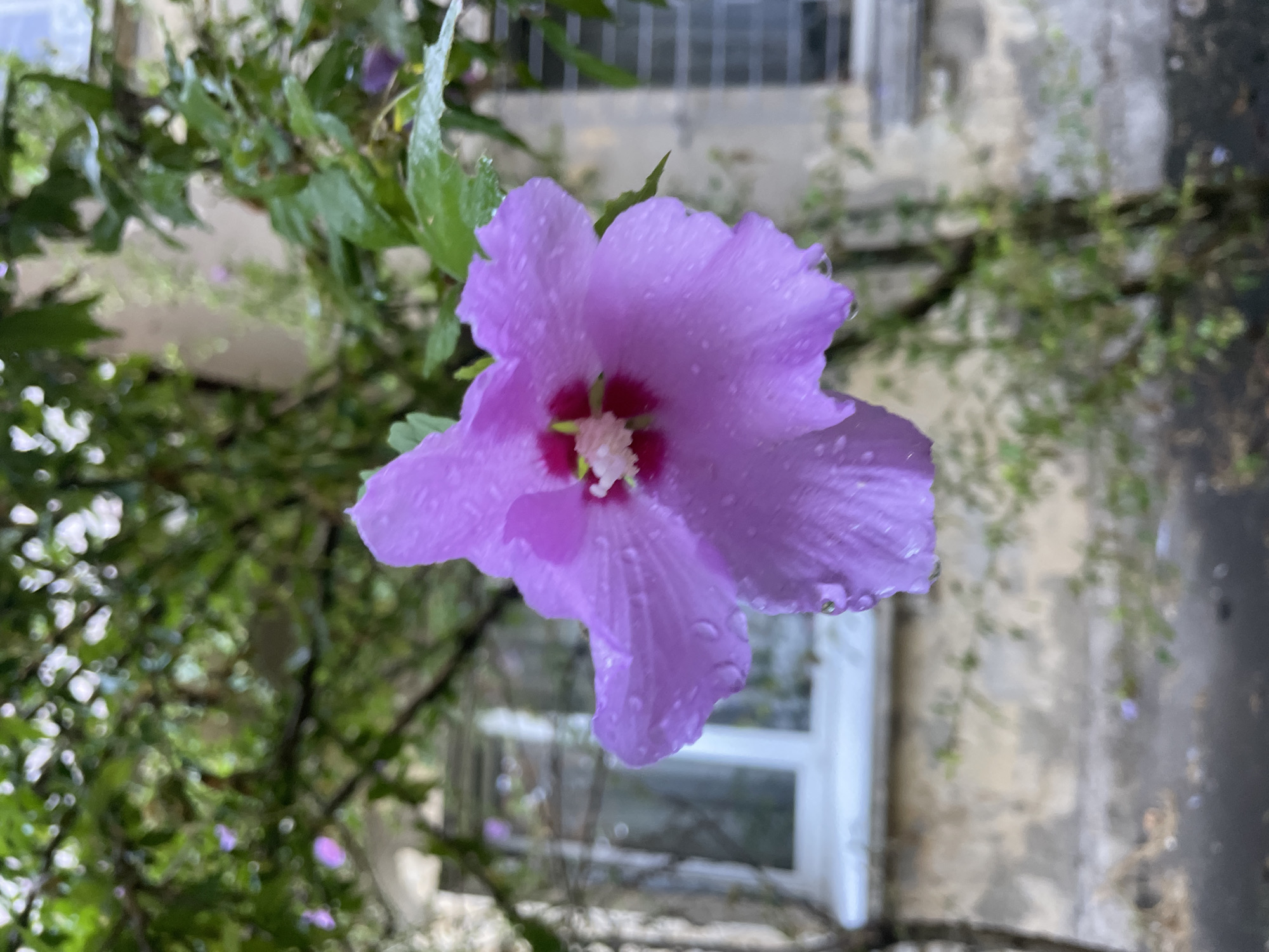 A close-up, eye-level, outdoor shot features a single, dew-kissed, purple hibiscus flower in the foreground. The flower's delicate petals are covered in tiny water droplets, glistening in the light. The center of the hibiscus reveals a striking cluster of red and white stamens. Behind the flower, a slightly out-of-focus backdrop displays a weathered, light-colored building with a white-framed window and a barred window. Green foliage and branches are visible, suggesting the presence of trees or shrubs. The overall lighting indicates a diffused, possibly overcast or post-rain, daylight. There are no people or animals visible in the frame. The scene is situated in an urban environment, possibly a courtyard or residential area in Sochi, Russia.