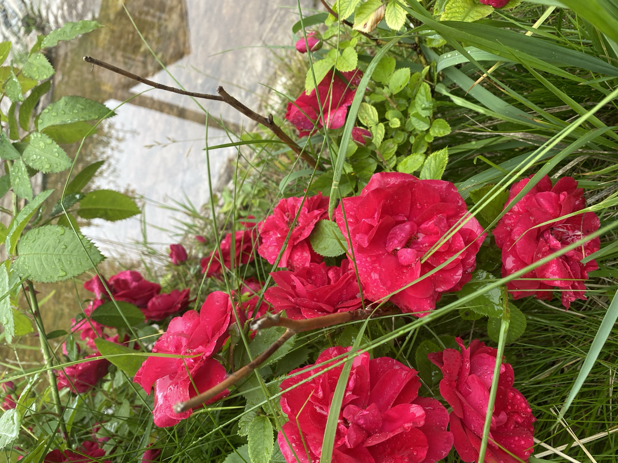 A close-up shot captures a cluster of vibrant red roses in full bloom, their petals glistening with water droplets, suggesting recent rain. The roses are surrounded by lush green foliage and blades of grass, some of which are also wet. In the background, a body of water, likely a river or stream, is visible, reflecting the overcast sky. The water appears shallow with a rocky bed. A thin, dry twig extends into the frame from the upper right, adding a contrasting texture to the scene. The image is taken at ground level, focusing on the natural beauty of the roses and their surroundings. The location is the city of Zelenodol'sk, Russia.