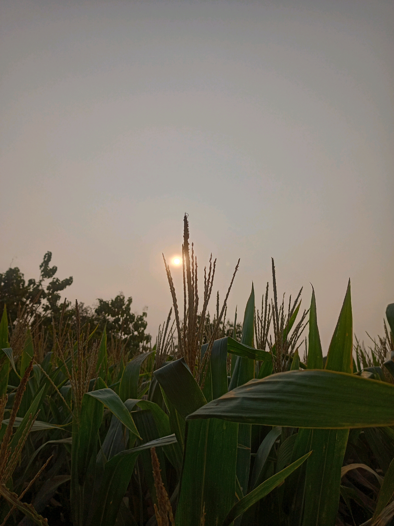 The image captures a low-angle view of a cornfield at dusk in Hadiluwih, Indonesia. The sun is partially obscured by the tassels of a corn stalk in the foreground, casting a warm glow. Tall green corn leaves dominate the lower half of the frame, with more stalks and tassels reaching towards the hazy sky. In the background, dark silhouettes of trees are visible against the pale, overcast sky. The scene is tranquil and depicts a rural agricultural landscape.