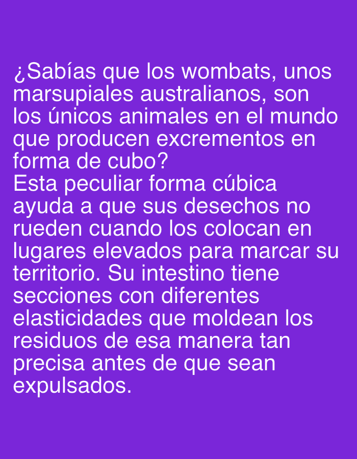 The image displays a block of white text on a solid, vibrant purple background. The text presents a fun fact about wombats. It reads: "¿Sabías que los wombats, unos marsupiales australianos, son los únicos animales en el mundo que producen excrementos en forma de cubo? Esta peculiar forma cúbica ayuda a que sus desechos no rueden cuando los colocan en lugares elevados para marcar su territorio. Su intestino tiene secciones con diferentes elasticidades que moldean los residuos de esa manera tan precisa antes de que sean expulsados." (Translated: "Did you know that wombats, Australian marsupials, are the only animals in the world that produce cube-shaped droppings? This peculiar cubic shape helps prevent their waste from rolling when they place it in elevated locations to mark their territory. Their intestine has sections with different elasticities that shape the waste in such a precise way before it is expelled.") There are no other visible subjects, objects, or specific activities beyond the informational text. The background is uniform, providing no cues about time, weather, or a physical location.
