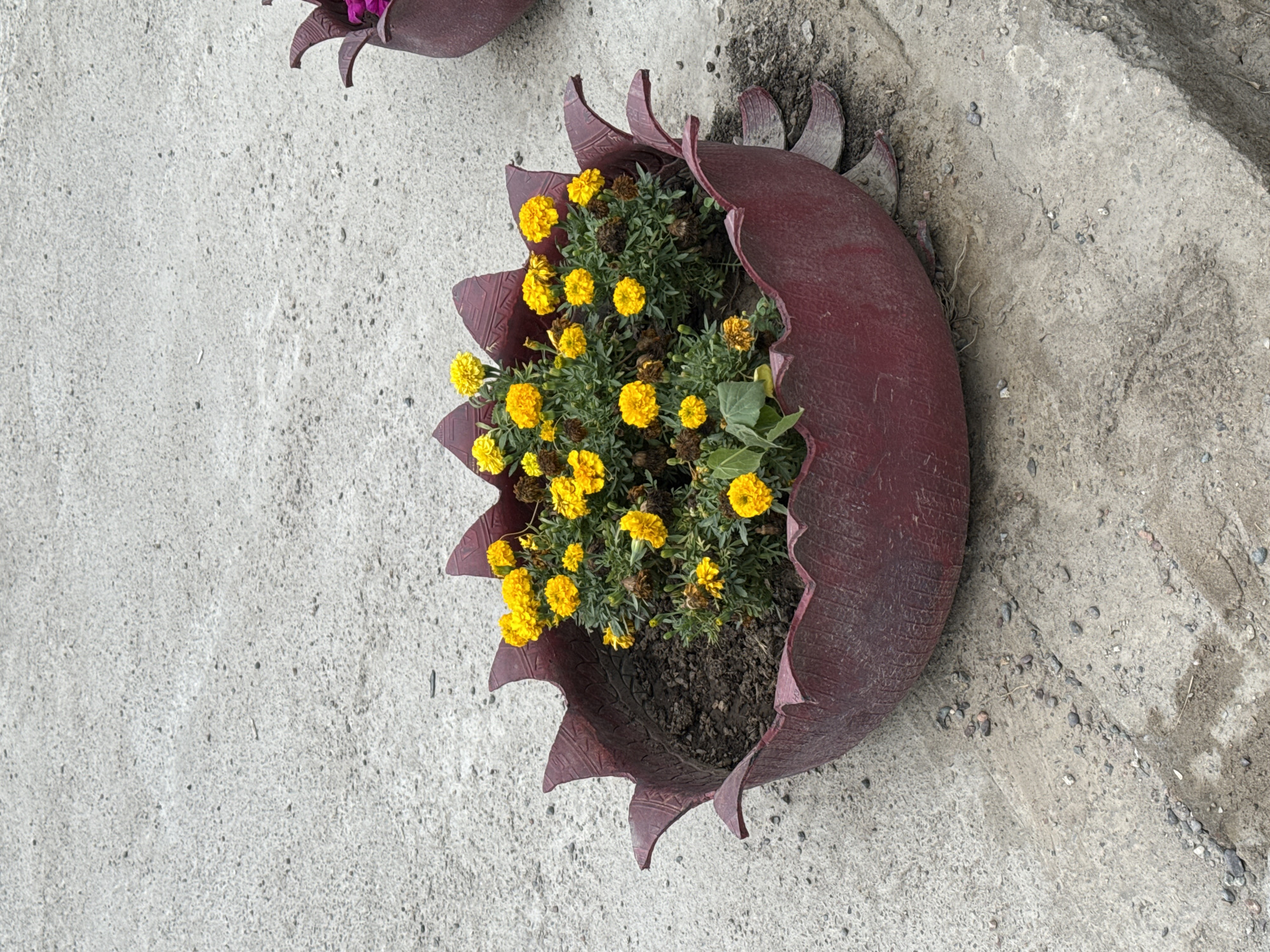 This media file shows a close-up, overhead view of a recycled tire planter filled with yellow marigold flowers. The tire has been cut and shaped to resemble a flower or sun with spiky petals. It is painted a dark reddish-brown color. The planter sits on a textured, light gray concrete surface, which appears to be an outdoor setting. Some dry leaves and dead flower heads are visible amongst the healthy blooms. In the upper left corner, a hint of another similar planter with purple flowers is visible. The lighting suggests it is daytime, possibly sunny. There is no visible text in the image. The focus is on the planter and its contents.