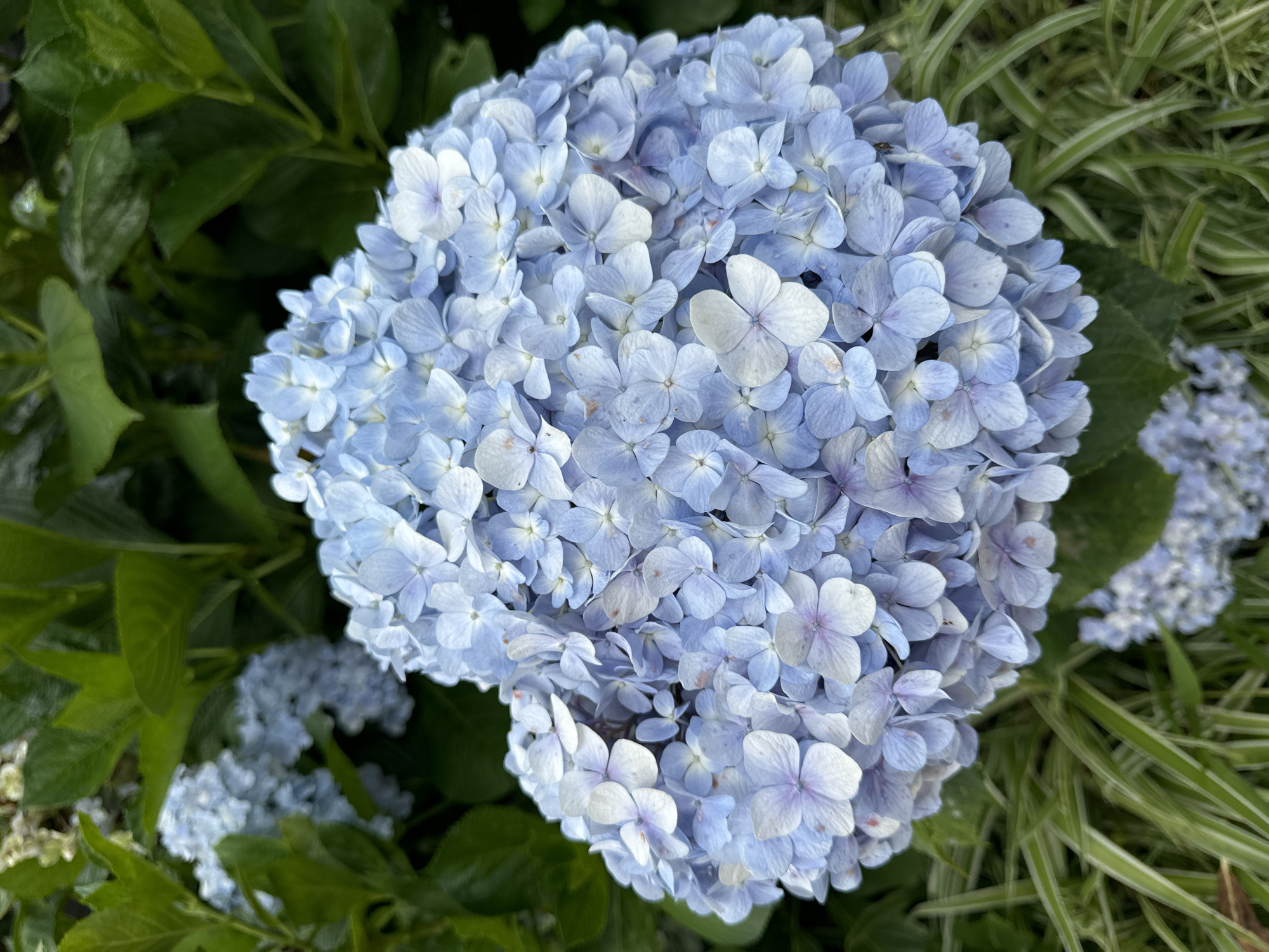 The image displays a close-up view of a large, spherical cluster of hydrangea flowers. The flowers exhibit a beautiful palette of light blue and soft lavender, with many individual florets showing lighter, almost white centers or edges. The petals appear delicate, with subtle vein patterns.
The main floral subject is surrounded by lush green foliage. To the left and bottom, dark green leaves, likely belonging to the hydrangea plant, provide a deep, verdant background. To the right, slender, striped green and white leaves of another plant add textural variety to the scene. In the blurred background, other smaller clusters of blue flowers are faintly visible, suggesting a vibrant garden setting.
The scene captures a peaceful outdoor moment during the daytime, under soft, diffused light, as indicated by the gentle illumination on the petals and lack of harsh shadows. There is no specific activity or event taking place, and the focus is solely on the natural beauty of the blossoms. No visible text is present in the media file. The location context indicates this serene garden scene is in Da Lat, Vietnam.