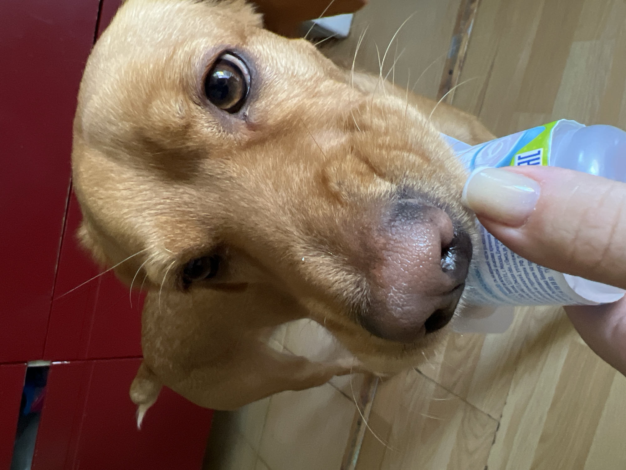 A close-up, high-angle shot shows a light brown dog with large, expressive eyes and a wet nose. A person's hand, with a manicured nail, is holding a blue and white tube near the dog's nose. The tube has Russian text that appears to indicate it is from Moscow or Omsk. The dog is looking up towards the camera. The background includes a red cabinet, and the floor is made of wood. The location in the city of Chaikovsky, Russia is not discernible from this image.