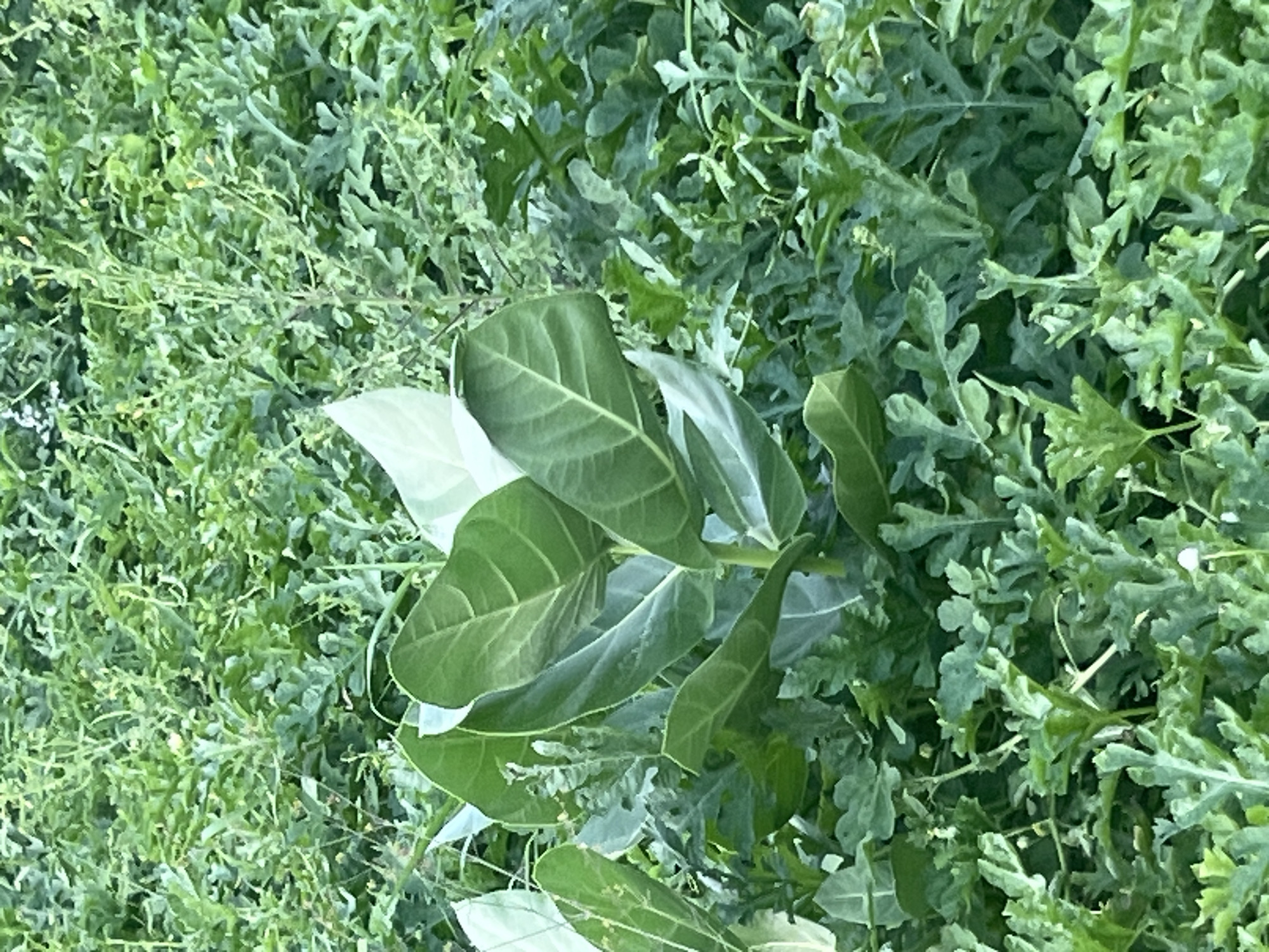 This image depicts a close-up view of a plant with large, broad green leaves, set against a background of dense, smaller green foliage. The plant appears to be in a natural outdoor environment, possibly a garden or a field. The lighting suggests it is daytime. The specific location in Jalingo, Nigeria, cannot be determined from the visual information alone. There are no people or discernible actions visible in the image.