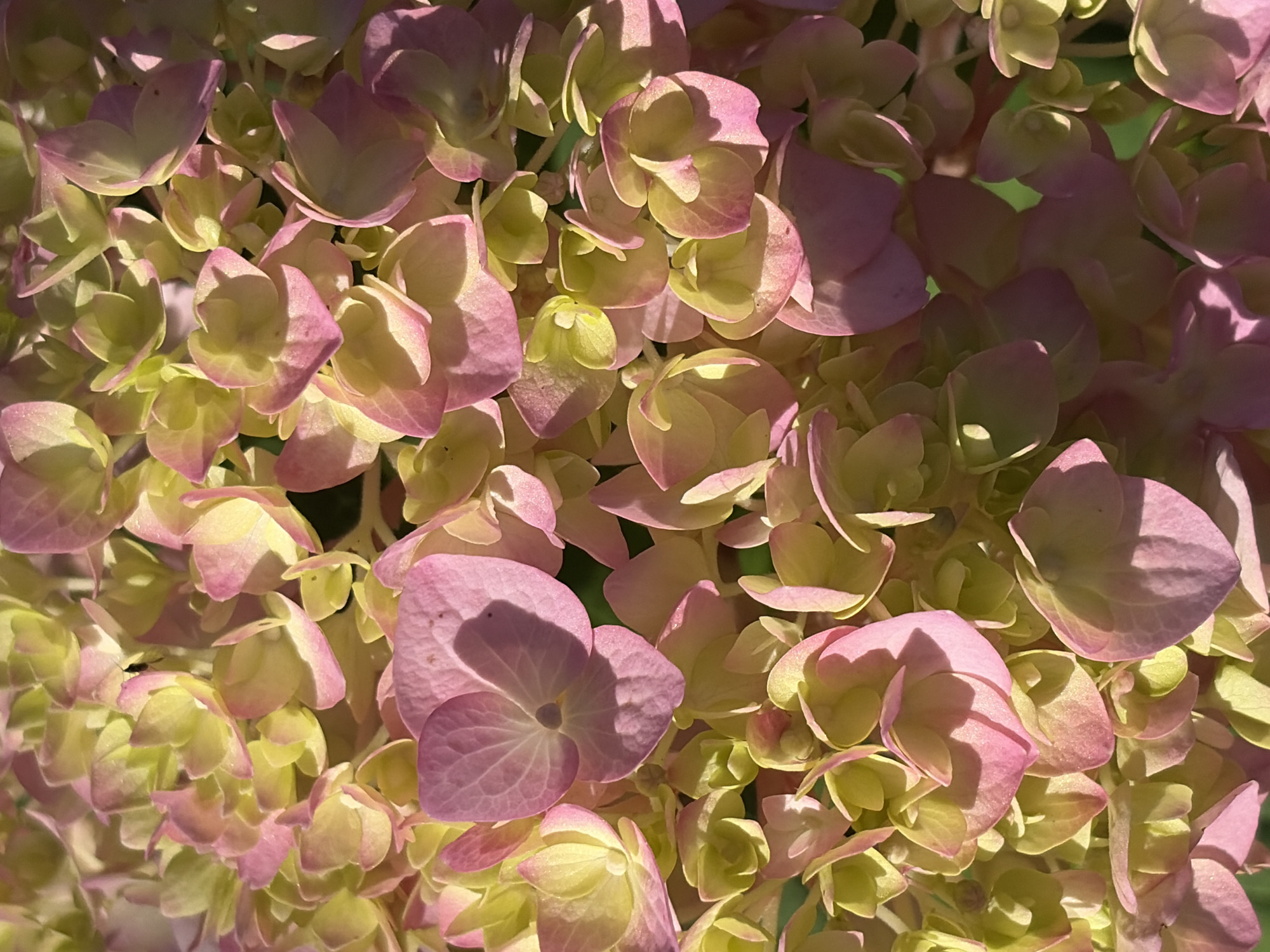 A close-up, overhead view of a cluster of pink and yellow hydrangea blossoms. The flowers are densely packed, with many overlapping petals. Sunlight illuminates some of the petals, creating highlights and shadows. The background is blurred and green, suggesting foliage. The scene is outdoors. There is no indication of any specific location in Chaikovsky, Russia.