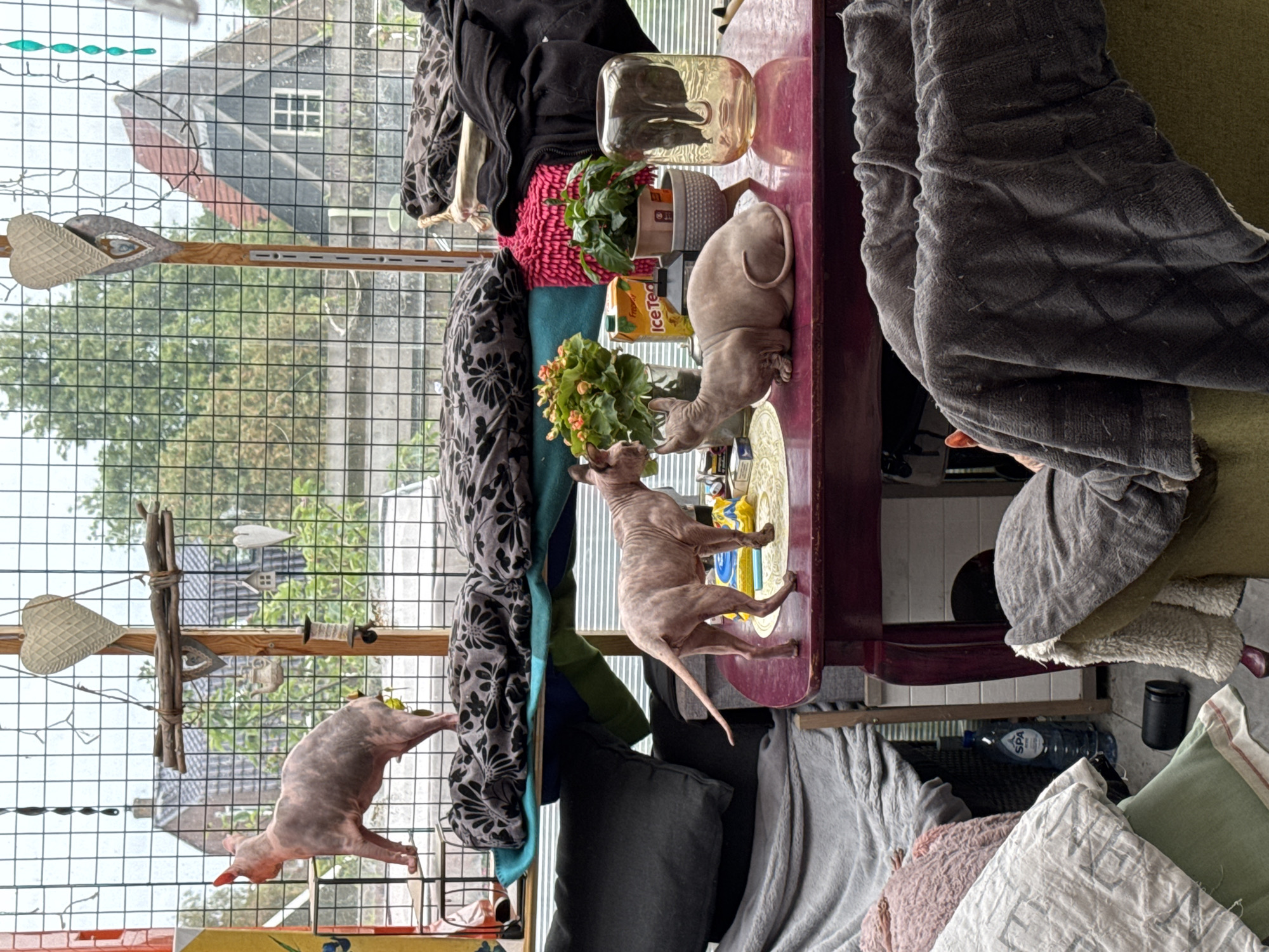 The image shows a cluttered sunroom with three sphynx cats. One cat is standing on a multi-tiered shelf unit, facing away from the viewer. Another cat is standing on a dark red table, facing left. A third cat is sitting on the same table, facing right. On the table, there is a glass vase, a potted plant, a carton of "Ice Tea", and a pack of cigarettes. The sunroom has a glass-paned wall looking out onto a garden with trees and a house. The floor and shelves are covered with blankets and pillows.