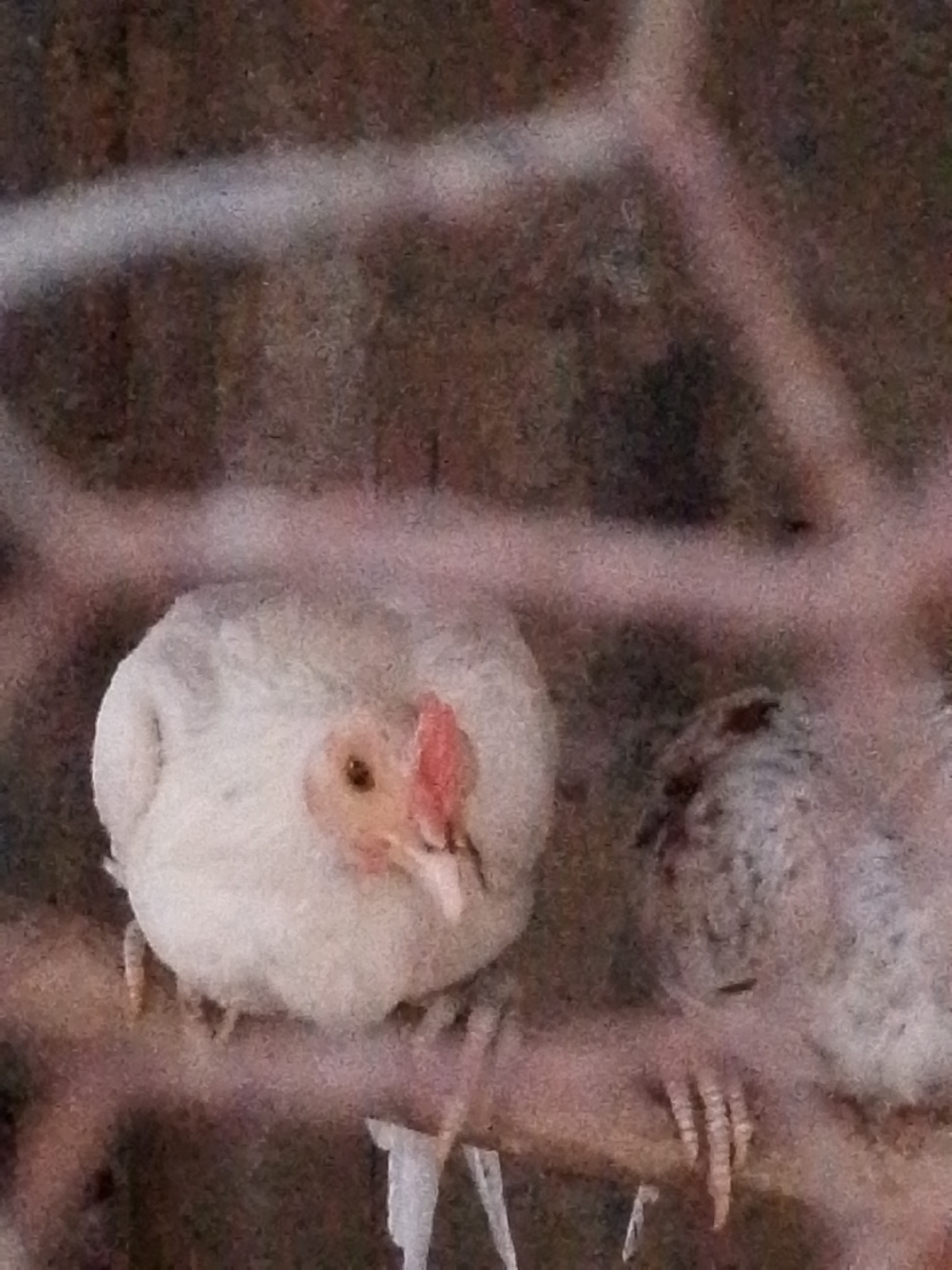Two white chickens are perched on a branch. The branch is behind a blurry, wire fence-like structure. The background is a blurry mix of browns and grays. The chickens appear to be in a cage or enclosure. There is no evidence the image was taken in Juan Griego, Venezuela.
