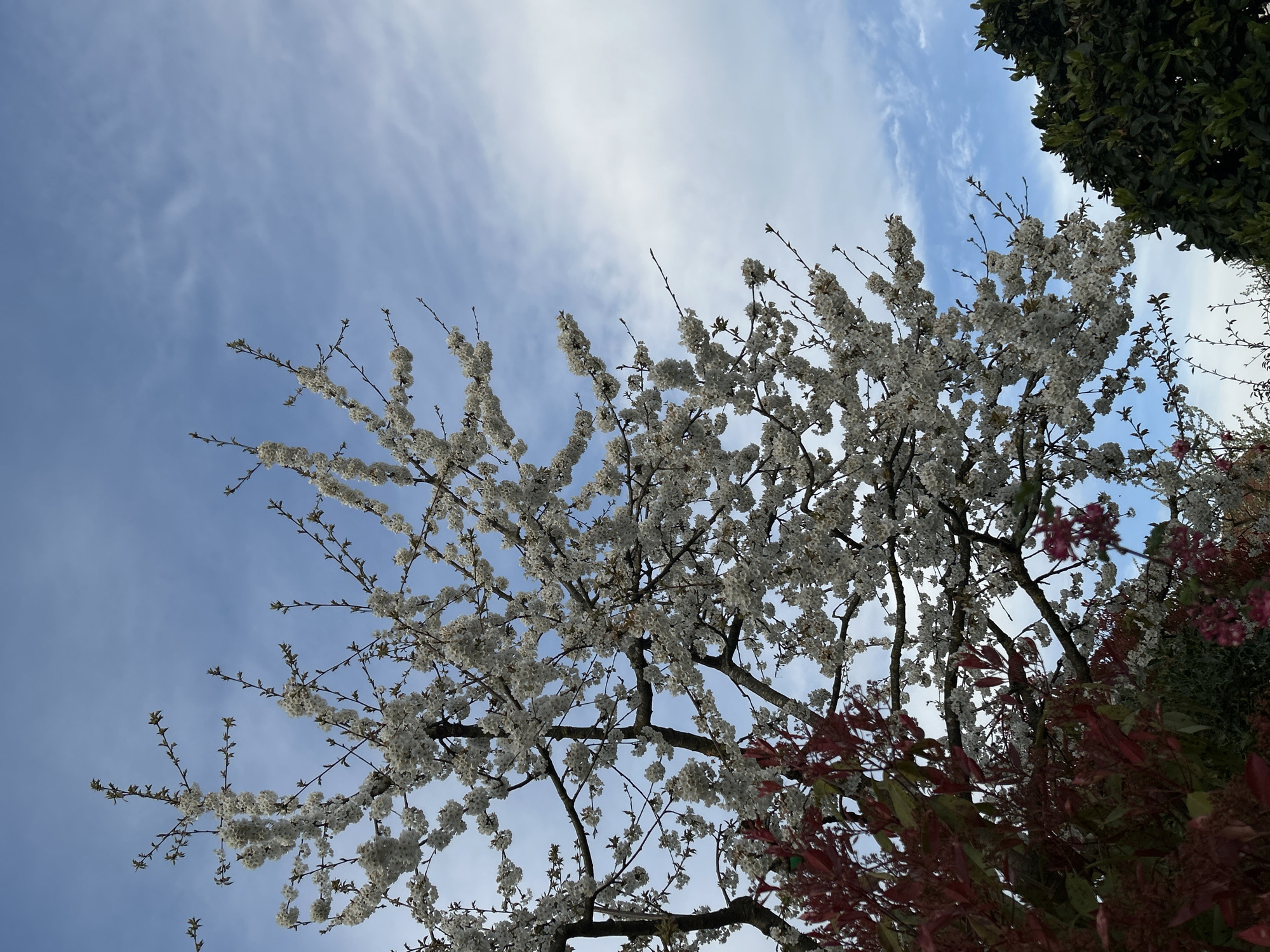 The image shows a view looking up into a blossoming tree with white flowers against a blue sky with wispy white clouds. Part of a dark green tree is visible at the top right. Red-leaved bushes are also seen beneath the flowering tree. There are no people in the image. While no direct evidence in the image indicates the location is Truchtersheim, France, this information was provided with the request.