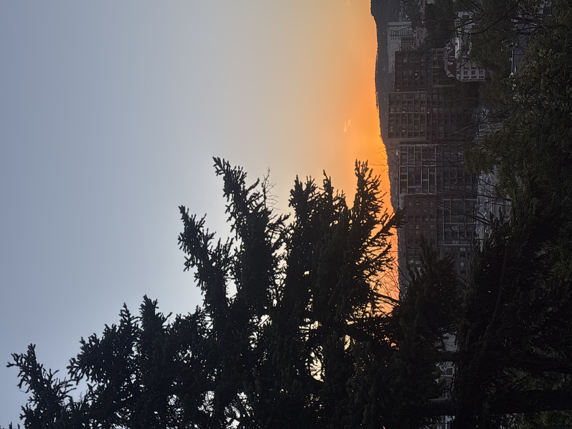 A dusk view overlooks Varna, Bulgaria. A large evergreen tree in the foreground casts a dark silhouette against a gradient sky that transitions from a pale blue at the top to a vibrant orange near the horizon. In the mid-ground, a cluster of modern, multi-story buildings with visible balconies and windows are situated on a hillside. The setting sun is partially obscured by the trees and the buildings, casting a warm glow over the scene. The lower part of the image shows more trees and foliage, suggesting a view from an elevated position, possibly a park or a residential area on a hill overlooking the city. The overall atmosphere is serene, with the natural beauty of the sunset complementing the urban landscape.
