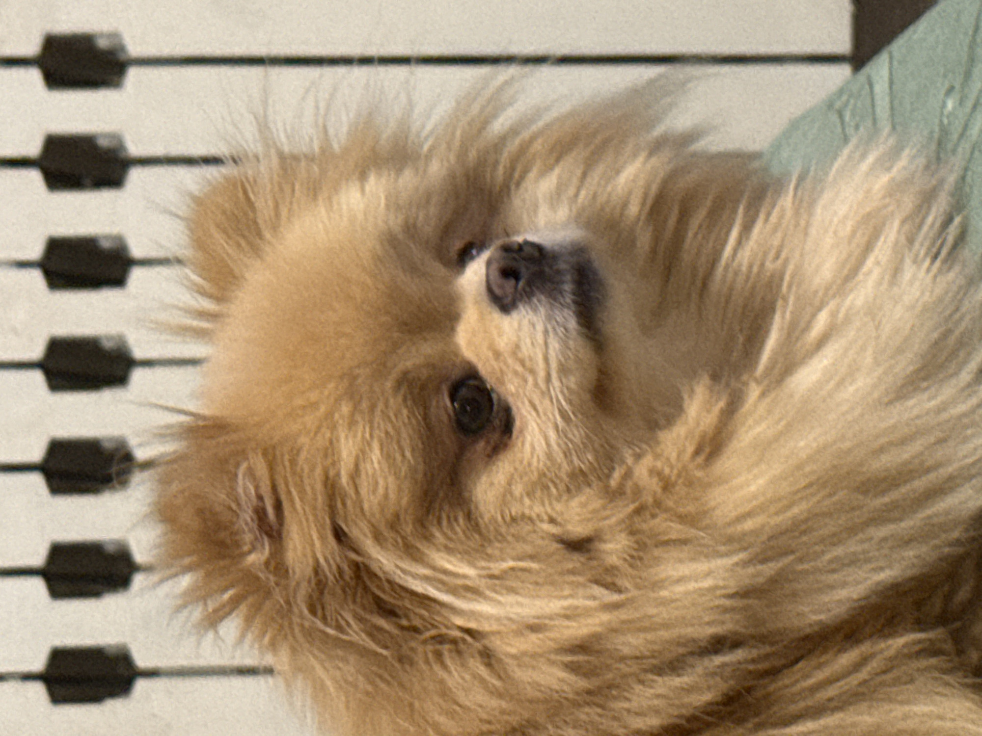 A light brown Pomeranian dog with its fur is facing right, with its head tilted slightly upwards. The dog's eyes are dark and appear to be looking slightly to the left, and its nose is black and wet. The background consists of a wall with vertical dark bars, resembling piano keys. A light blue textured surface is visible in the bottom right corner, partially beneath the dog's body. The lighting appears to be soft and diffused.