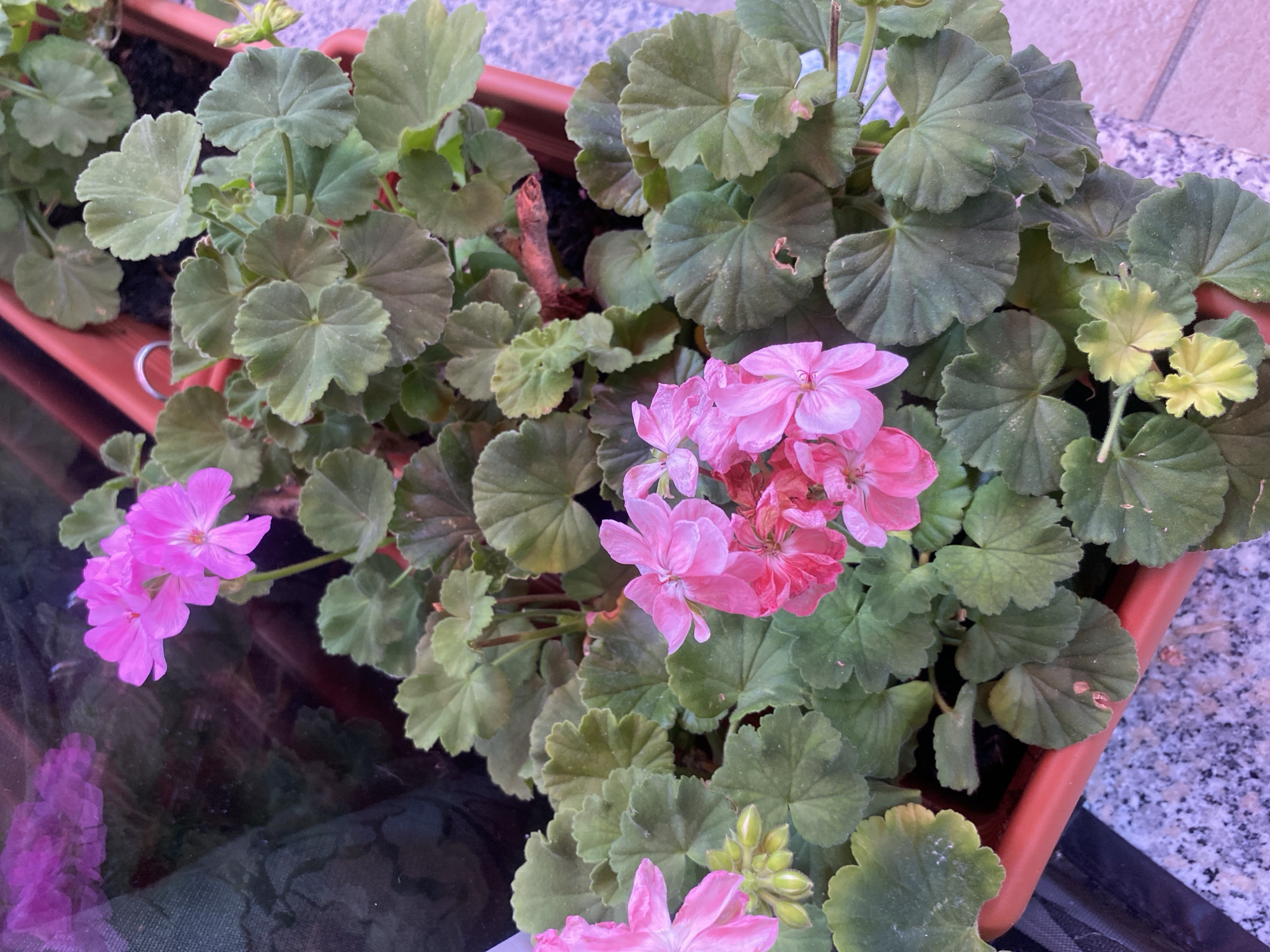 This image shows a close-up view of a planter box filled with pink geraniums. The planter is an orange-brown color and appears to be made of plastic. The geraniums have large, green, lobed leaves and clusters of delicate pink flowers. Some of the flowers are in full bloom, while others are still buds. The planter is placed on a surface that appears to be a light-colored stone or tile, possibly a patio or balcony. In the background, there is a dark, blurry area which could be a wall or a screen. The lighting suggests it is daytime. The image does not show any specific landmarks or context that would indicate its location in Parma, Italy.
