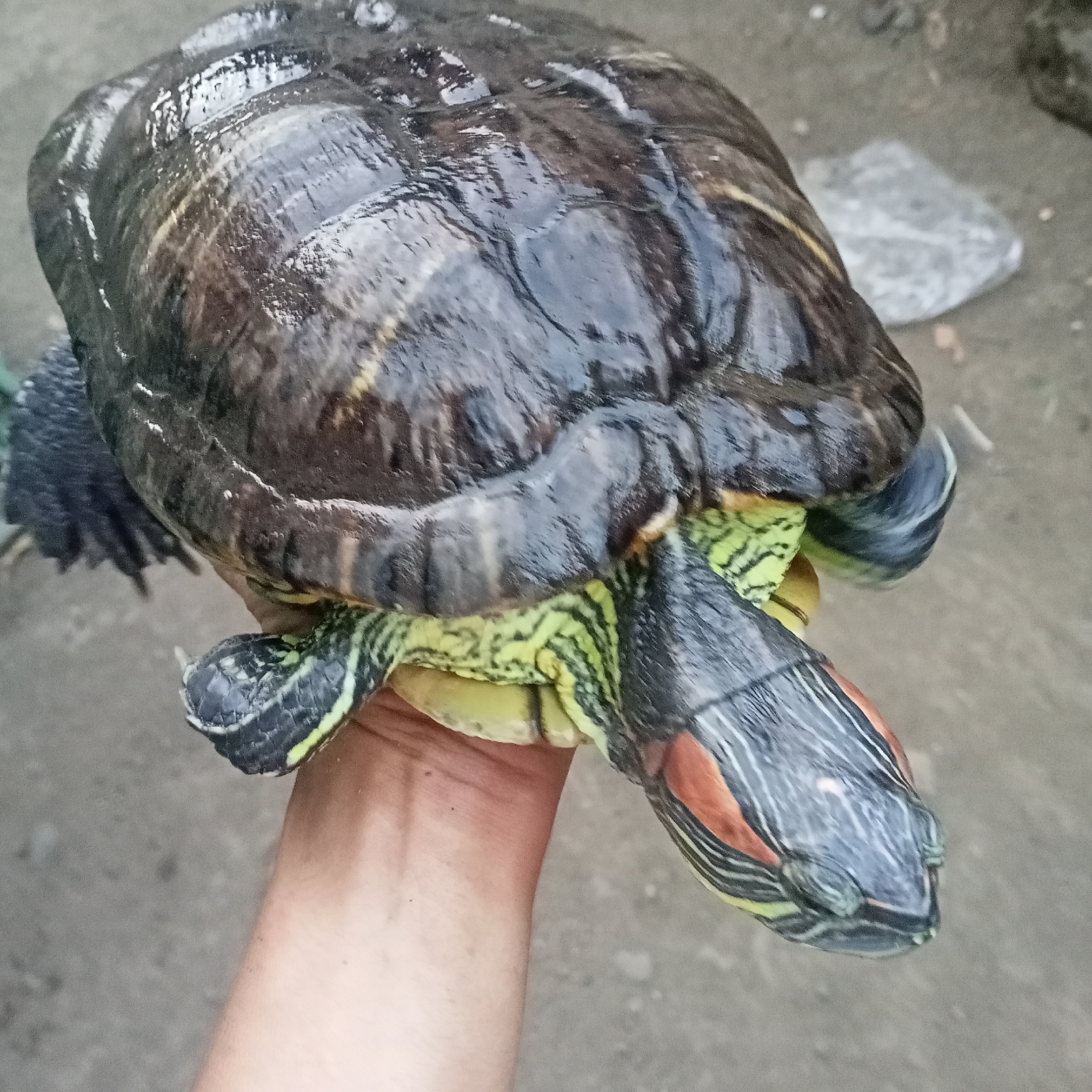 A hand holds a red-eared slider turtle. The turtle's shell is dark brown and wet, reflecting light. Its head is visible, with yellow and black stripes on its neck and a red stripe behind its eye. The background is a blurry, gray, outdoor setting, likely a ground surface, with a light-colored rock visible behind the turtle. The lighting suggests it is daytime.