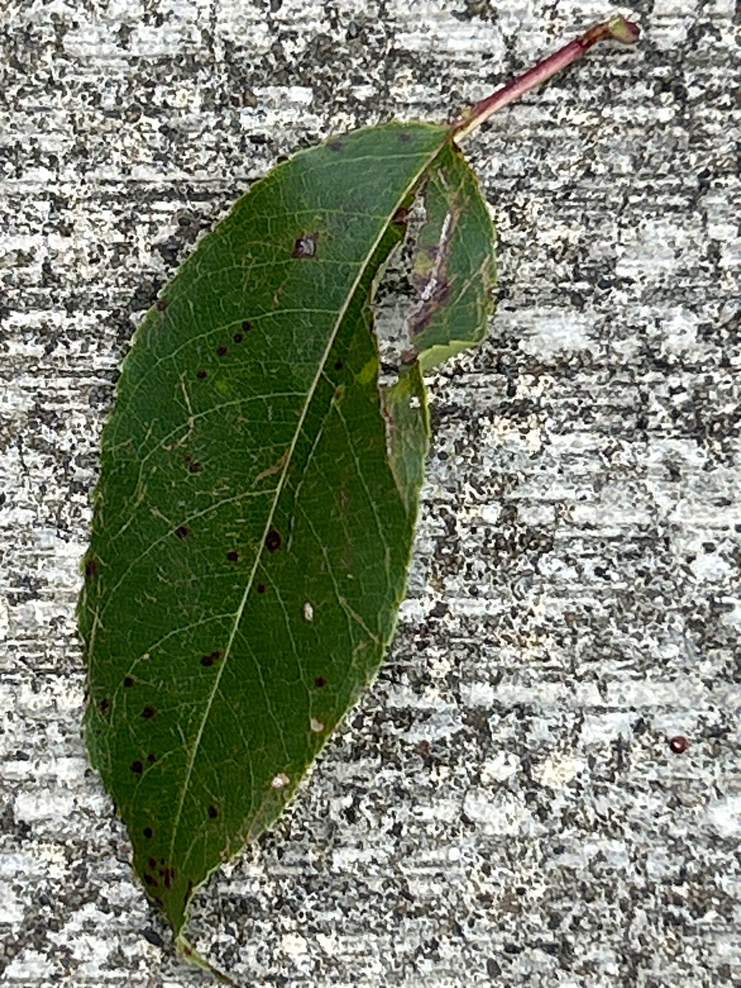 A single green leaf, showing signs of damage with several dark spots and a torn edge, rests on a speckled gray concrete surface. The leaf is oriented diagonally from the bottom left to the top right of the frame. Its stem, a reddish-purple, extends upwards and to the right. The concrete has a rough texture with variations in light and dark gray speckles. The image appears to be a close-up photograph taken outdoors, likely in Robinson Township, United States of America, given the typical outdoor environment suggested by the concrete and leaf. No people or other objects are visible in the frame.