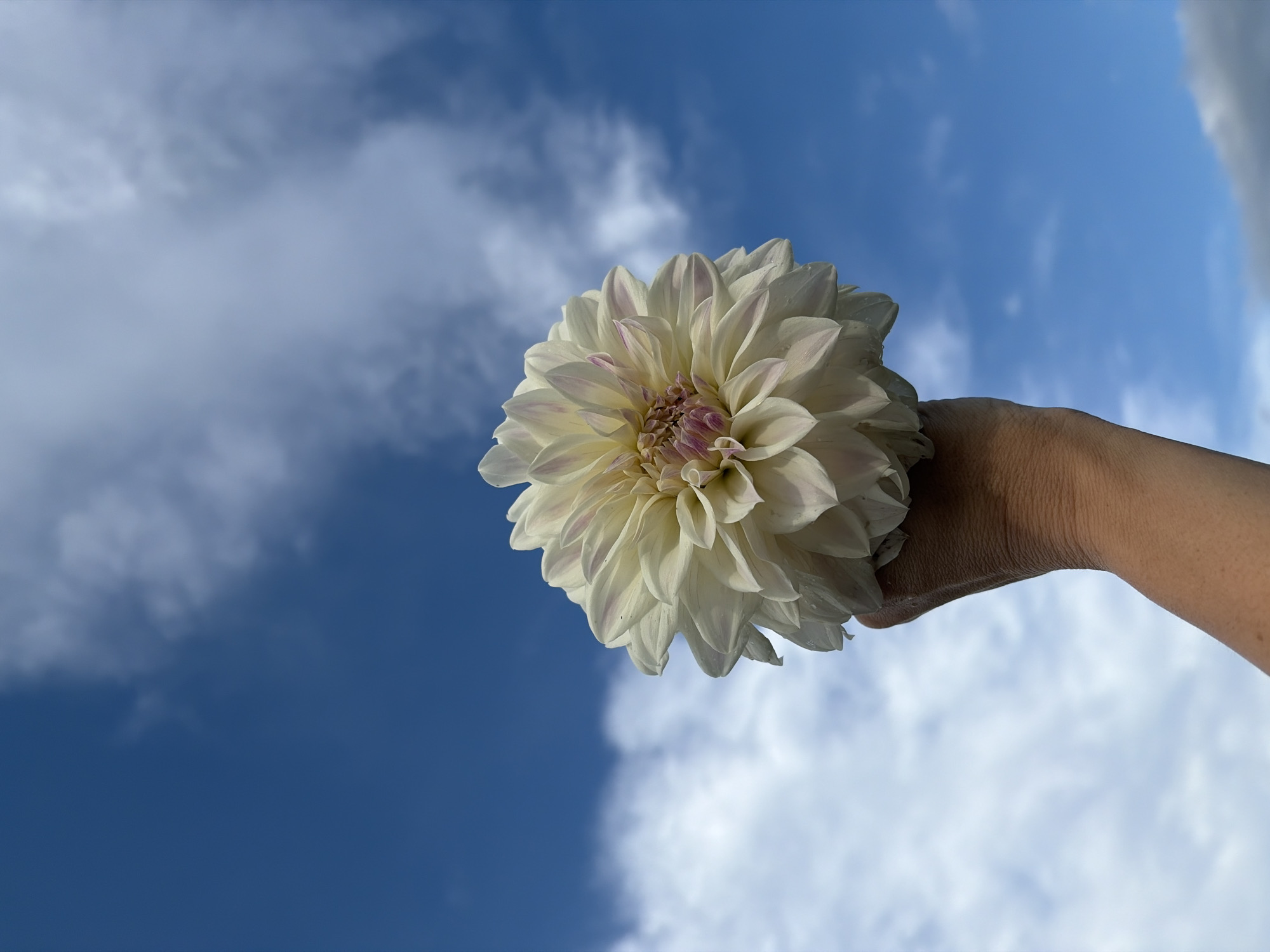 A close-up, low-angle shot shows a person's hand holding a large, white dahlia flower against a bright blue sky filled with scattered white clouds. The flower's petals are layered and delicate, with hints of pink near the center. The hand is positioned in the lower right quadrant of the frame, with the flower occupying the majority of the center and upper portion. The background is entirely the sky, suggesting an outdoor setting during the daytime, possibly in Ольховка, Russia, although there are no specific landmarks to confirm the location. The image is well-lit, with the sunlight highlighting the texture of the flower petals and the skin of the hand.