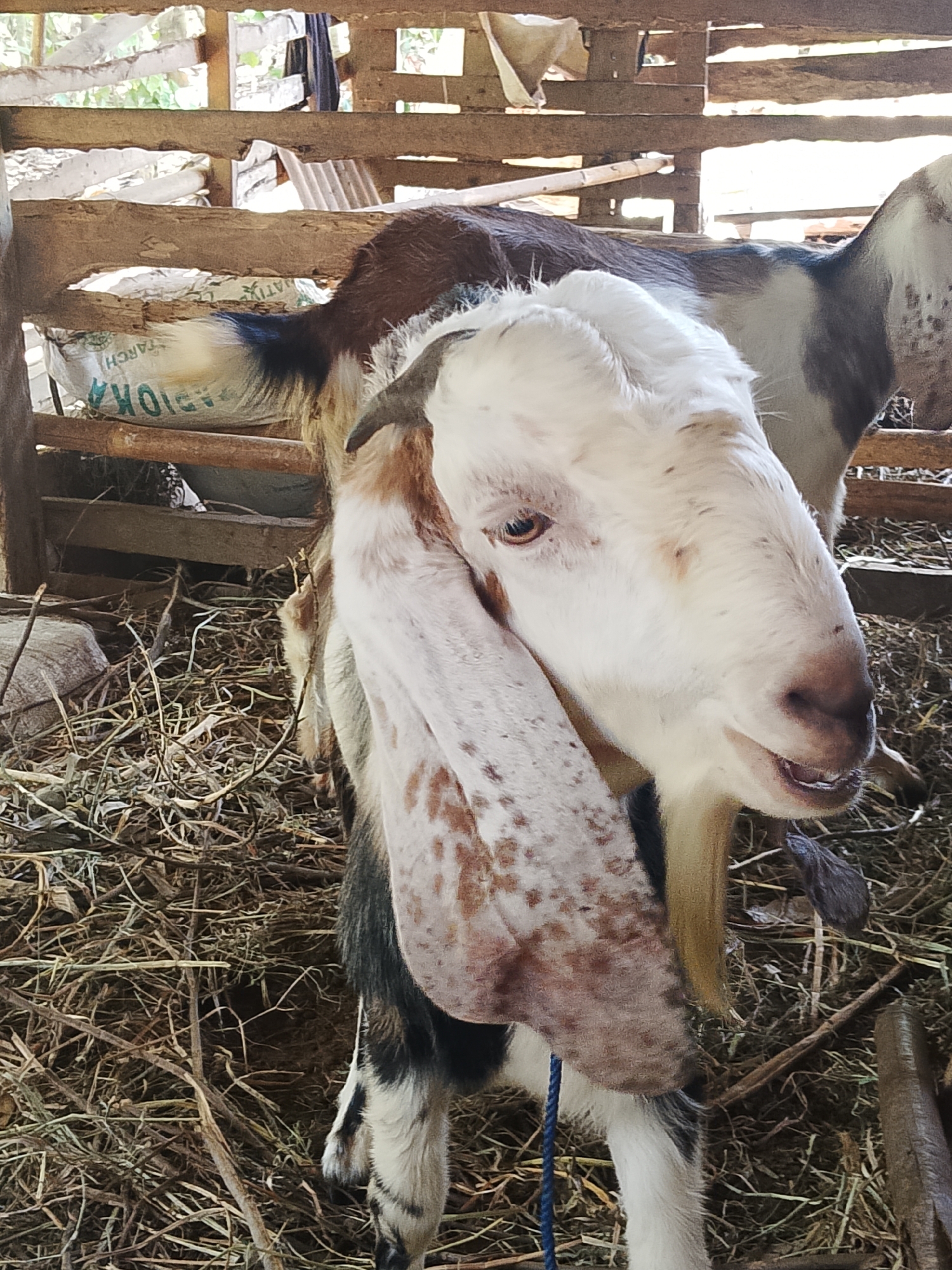 A medium shot captures a white-faced goat with brown speckles and long, drooping ears standing inside a rustic wooden enclosure in Negeri Agung, Indonesia. The goat's head is turned slightly to the right, revealing its mouth slightly ajar and its pink tongue. Its fur is a mix of white, brown, and black. Behind the goat, wooden planks form the structure of the enclosure, with a bag labeled "TAPIOKA STARCH" visible to the left. The ground is covered with dry hay and straw. The lighting is natural, suggesting it's daytime.