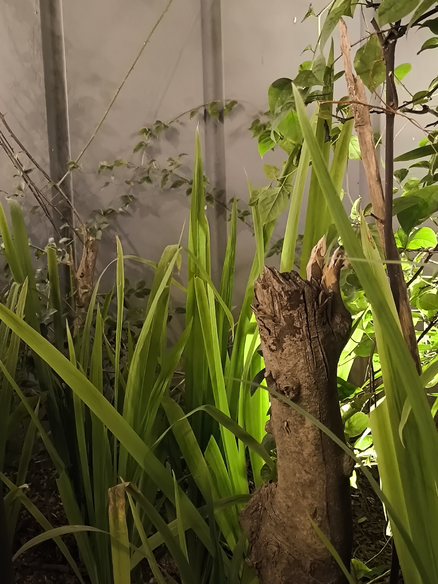 The image depicts a close-up view of several tall, green, blade-like plants with a rough, brown, broken tree stump in the foreground. The plants are illuminated from the side, casting shadows and highlighting their sharp edges. In the background, a grey, textured wall is visible, with some vines growing on it. The overall scene appears to be an outdoor garden or courtyard, possibly in the city of Surakarta, Indonesia, given the provided context. There are no people or animals present in the image. The lighting suggests it might be evening or a dimly lit area. The environment is natural and slightly overgrown.