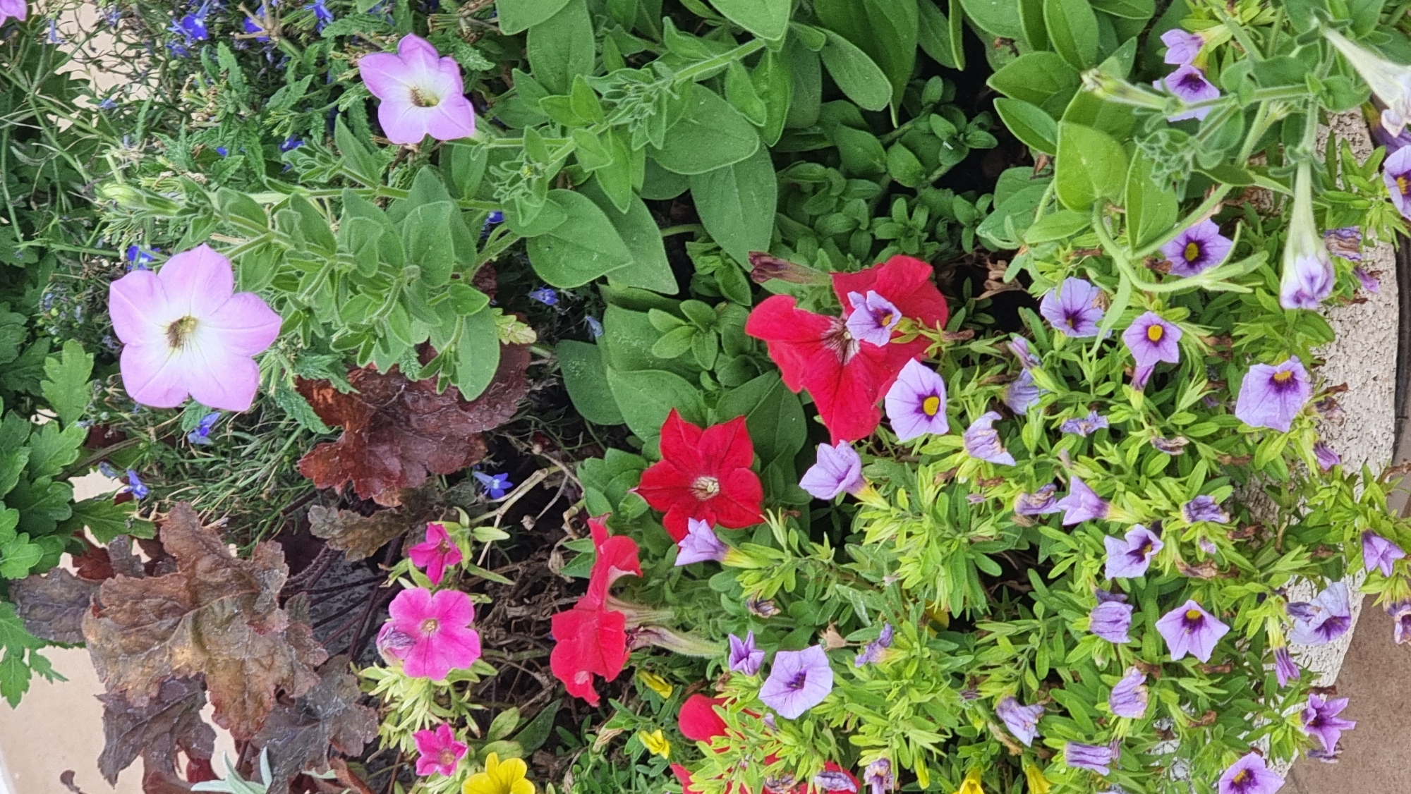 This image depicts a close-up view of a flower bed filled with a variety of blooming flowers and foliage. The flowers are predominantly petunias and other flowering plants, displaying colors such as pink, red, light purple, and yellow. The leaves are lush and green, with some darker, reddish-brown foliage also present, likely from a different plant species like Heuchera. The flowers are in various stages of bloom, with some fully open and others appearing as buds or partially closed. The background consists of more greenery and a hint of a textured pot or planter at the bottom of the frame. The scene appears to be outdoors, possibly in a garden or public space within Sant Joan Les Fonts, Spain, given the provided location context. There are no people or discernible actions taking place in the image, focusing solely on the botanical elements.