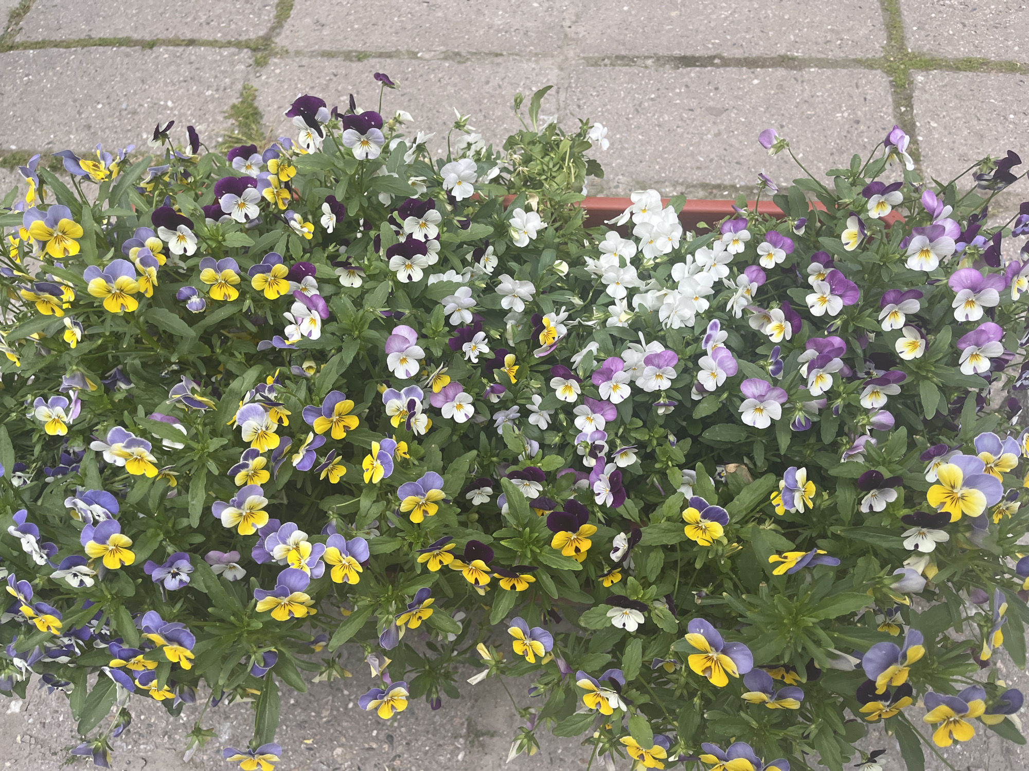 A high-angle shot displays a rectangular flower box brimming with pansies in shades of yellow/blue, white/purple, and pure white. The box sits on a gray, tiled surface. The location is potentially Plovdiv, Bulgaria, but this cannot be verified based solely on the image. No people are visible.