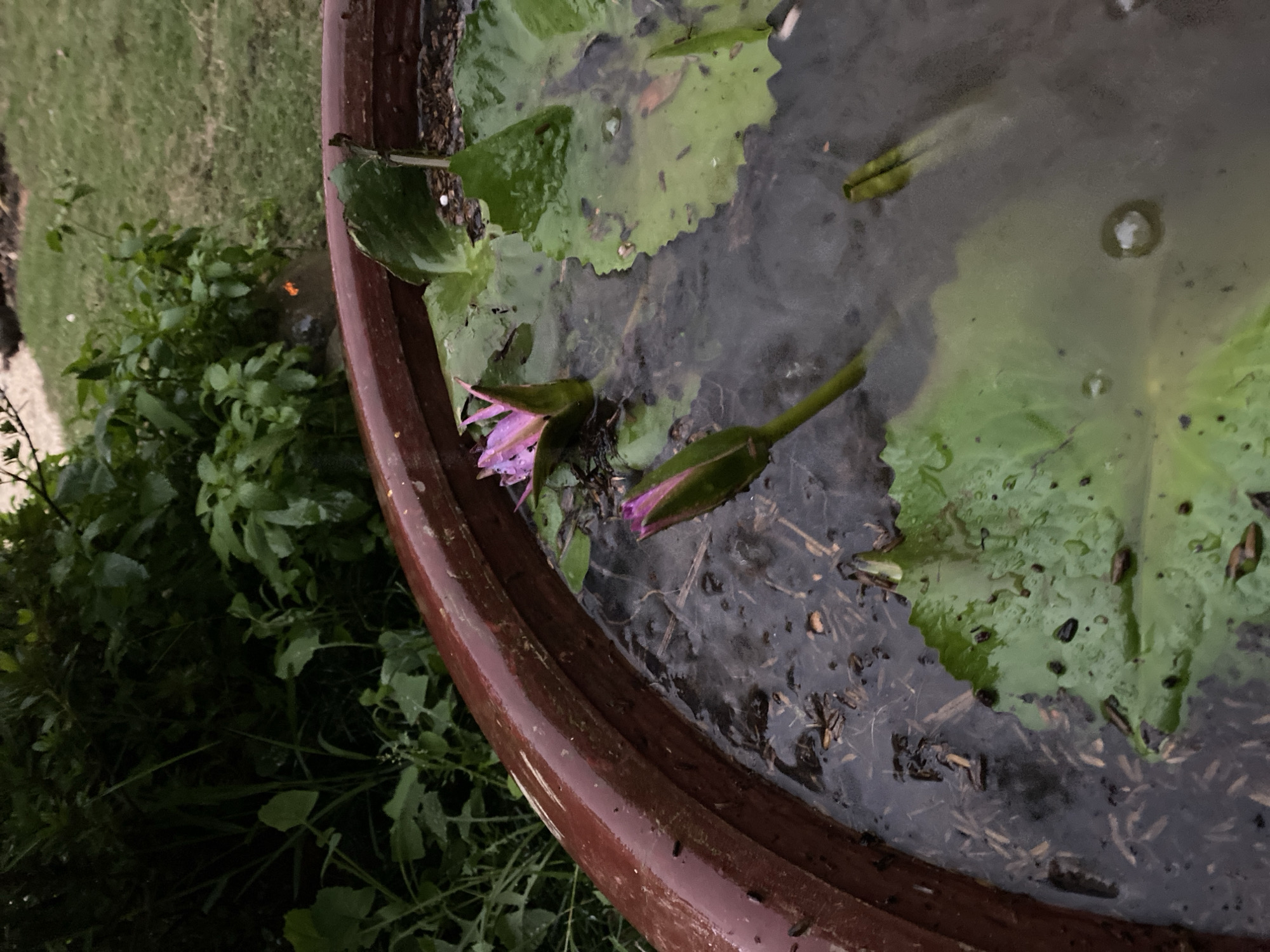 A high-angle, medium shot depicts a brown, glazed ceramic pot filled with water and aquatic plants. Several green lotus leaves float on the water's surface, along with what appears to be submerged sediment. Two lotus buds, one closed and one partially open with visible purple petals, are present. The pot sits amidst green foliage. In the background, there is a green lawn and more plants. The location is Xuân Hương, Đà Lạt, Vietnam.
